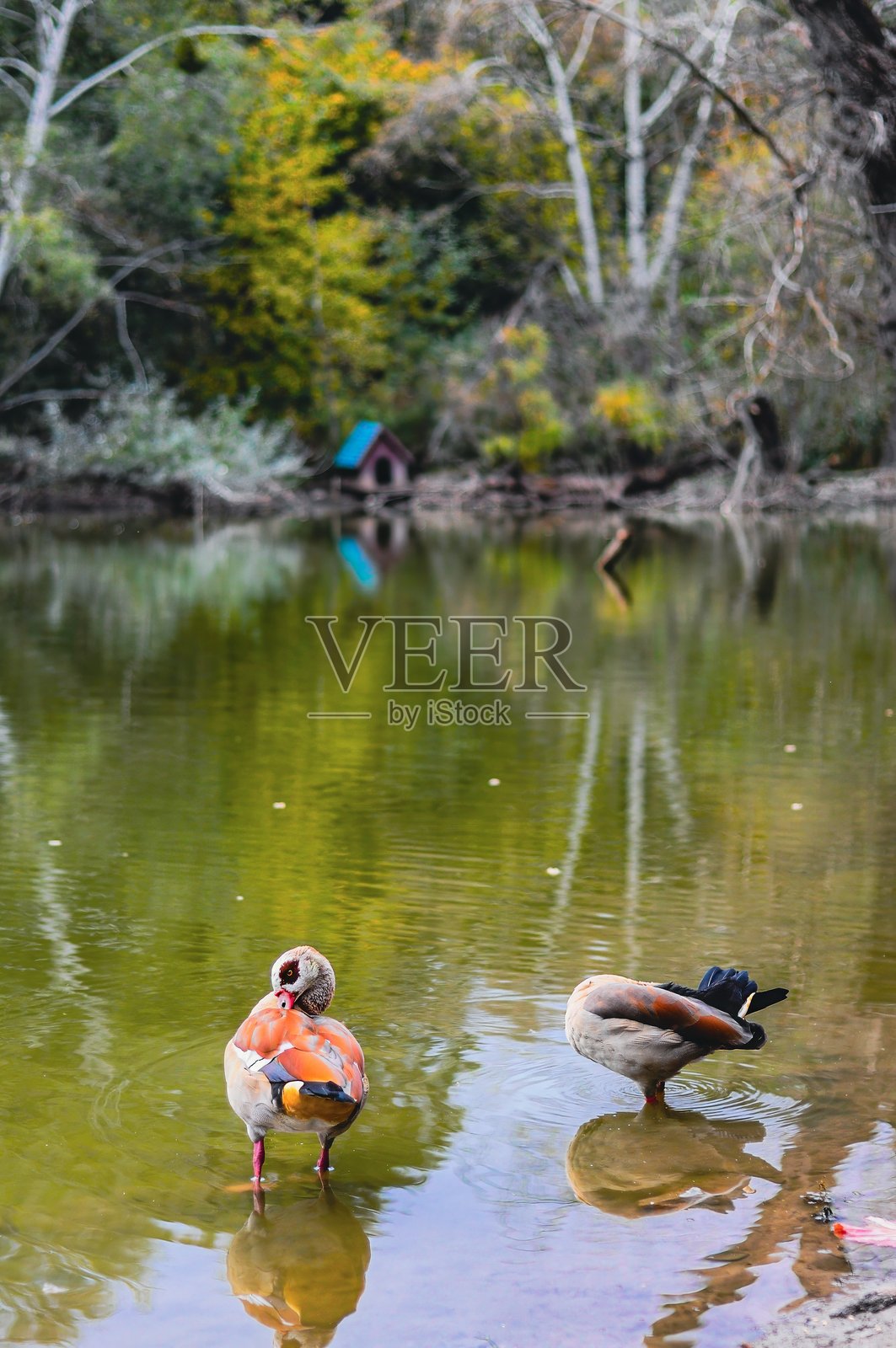 埃及雁站在宁静的池塘水面上照片摄影图片