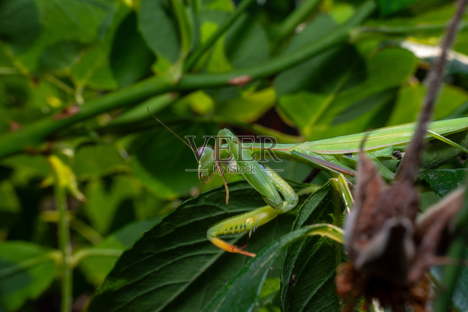 绿色的螳螂照片摄影图片