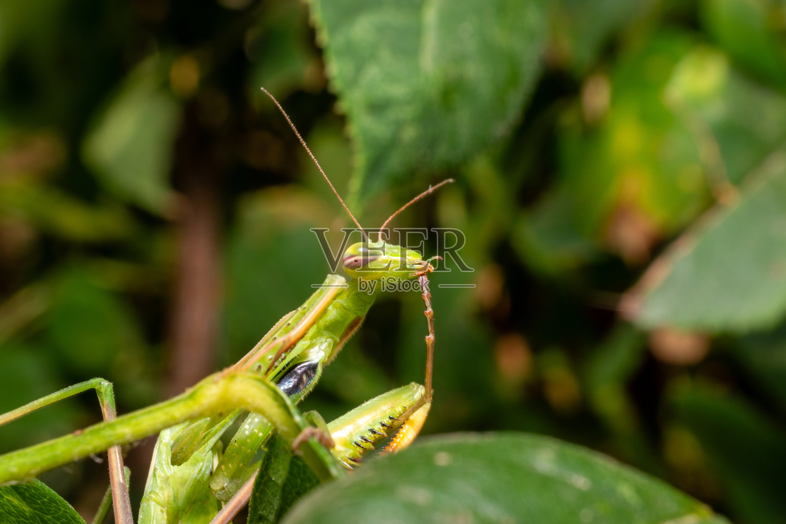 绿色的螳螂照片摄影图片