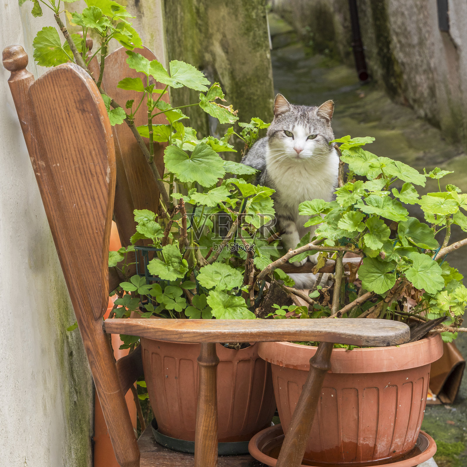 植物间的猫坐在木椅上。意大利，巴西利卡塔，马拉泰亚。照片摄影图片