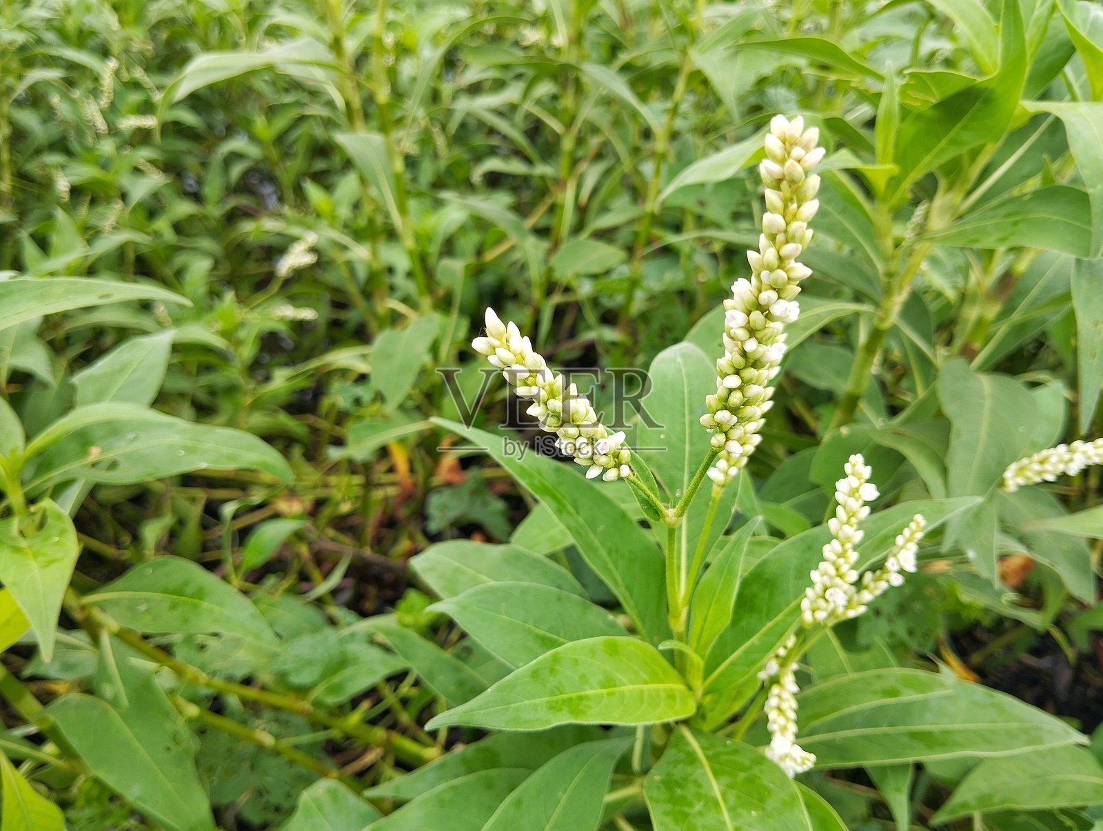 河岸上的水蓼植物（Persicaria hydropiper）照片摄影图片