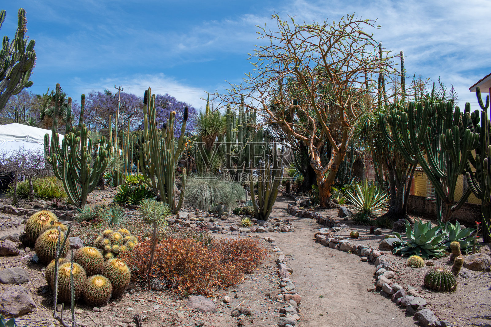 阿希希克附近的仙人掌苗圃，拥有多样的沙漠植物的小径照片摄影图片
