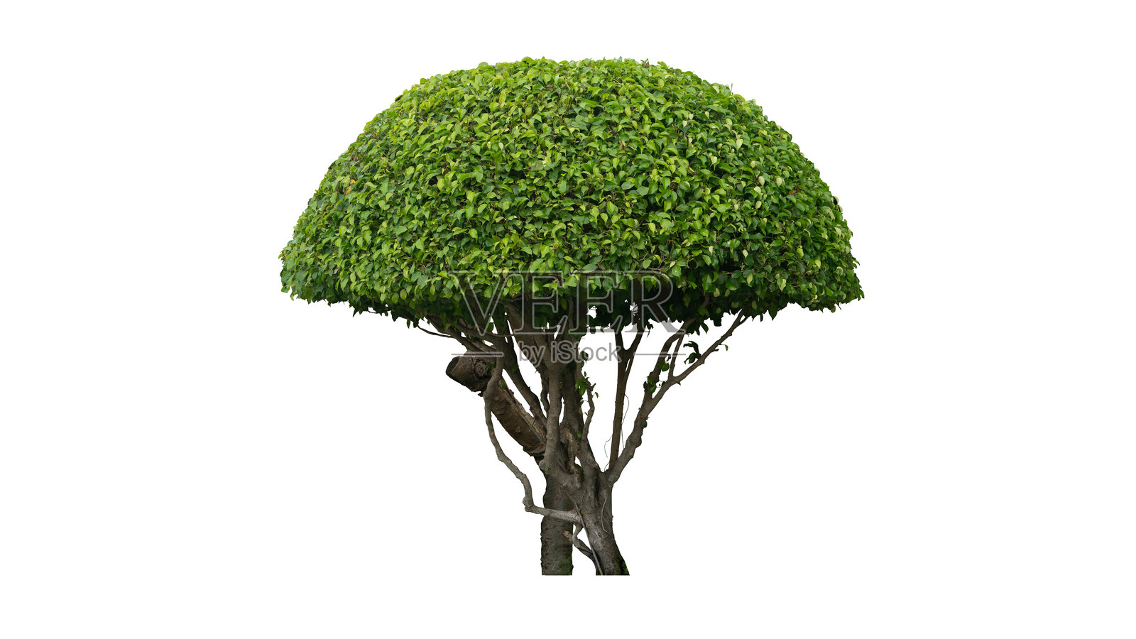 韩国榕树的自然背景。照片摄影图片