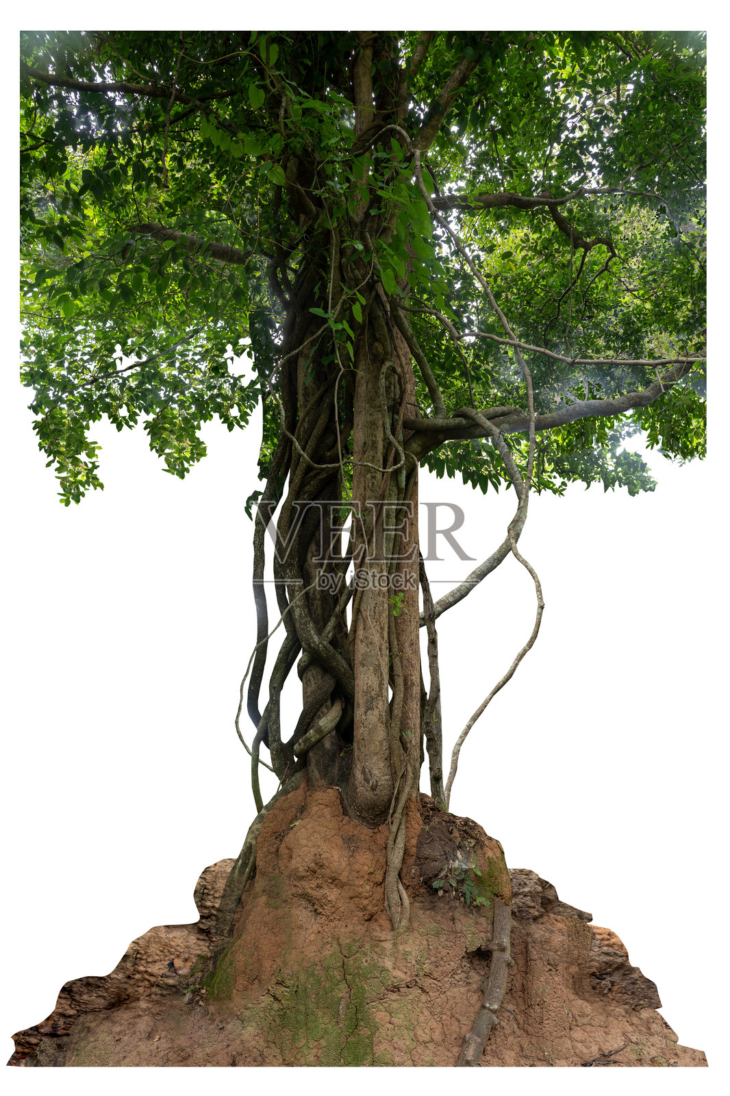 树干上覆盖着扭曲的藤蔓，旁边有一个大型白色背景的白蚁巢。照片摄影图片