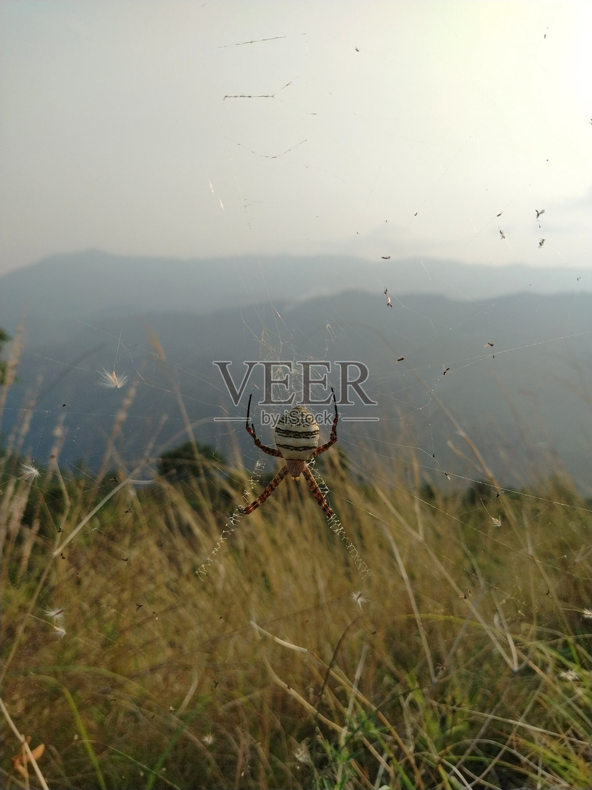 一只大蜘蛛在网上，腹部有美丽的彩色图案。照片摄影图片