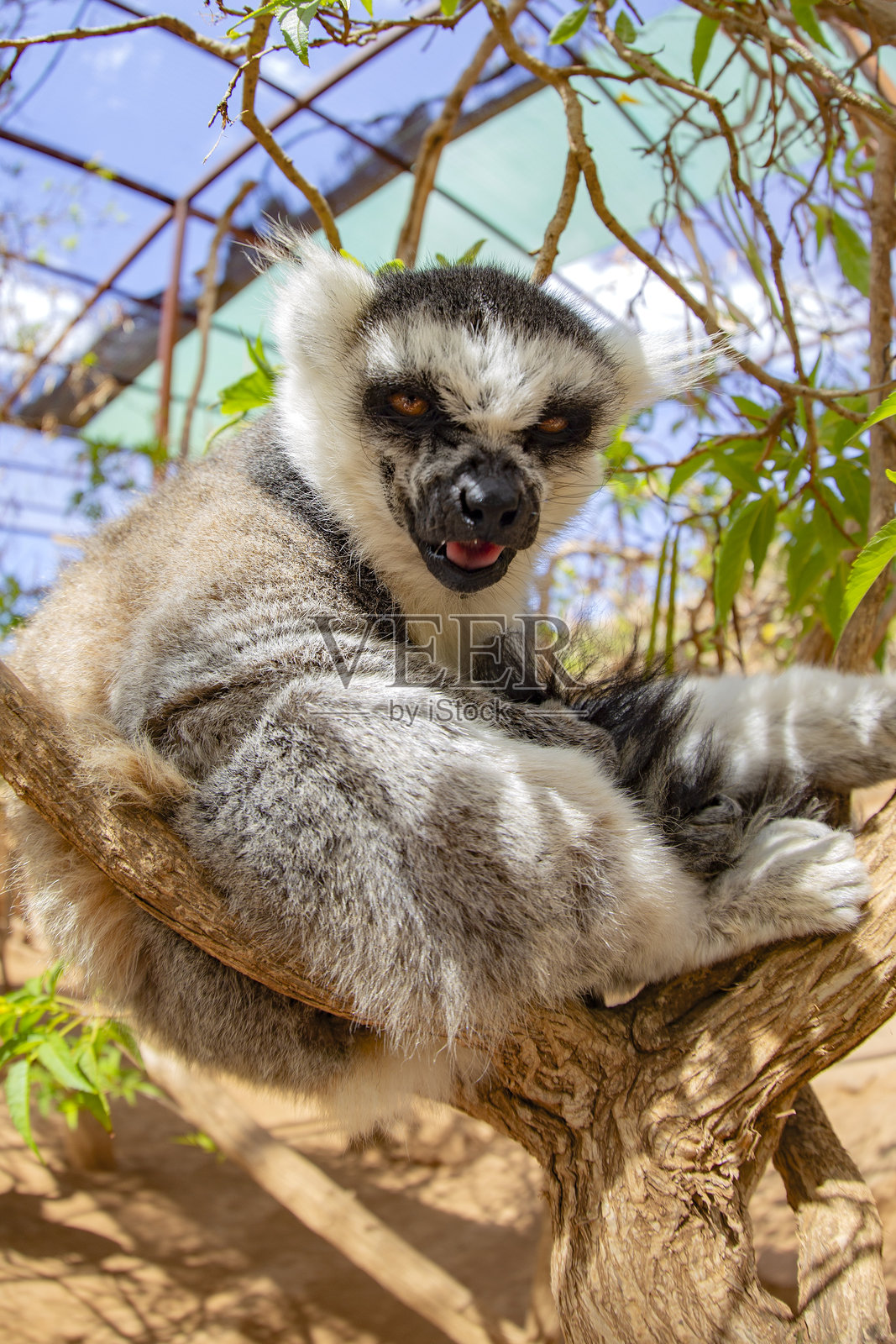 来自马达加斯加的狐猴照片摄影图片