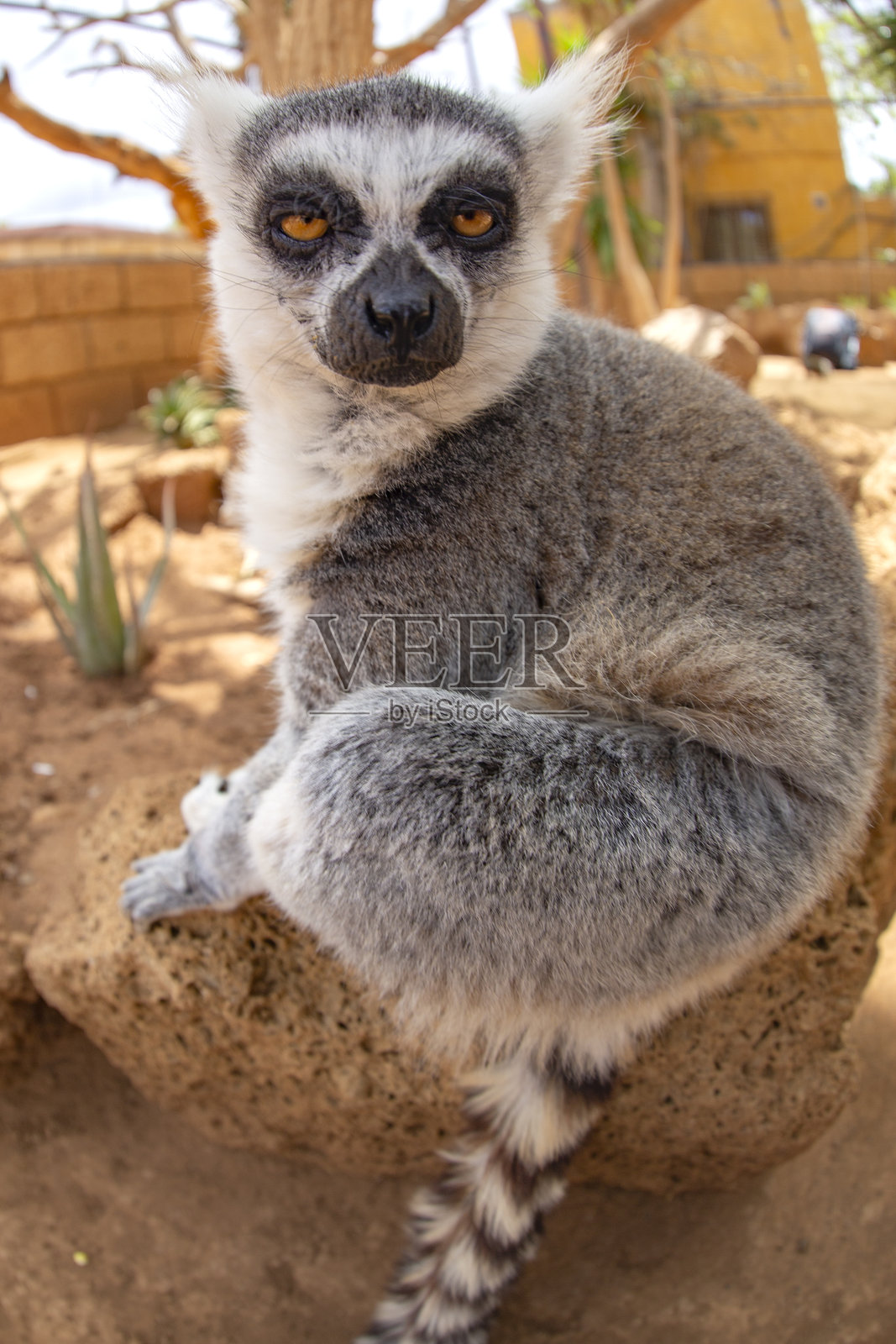 来自马达加斯加的狐猴照片摄影图片