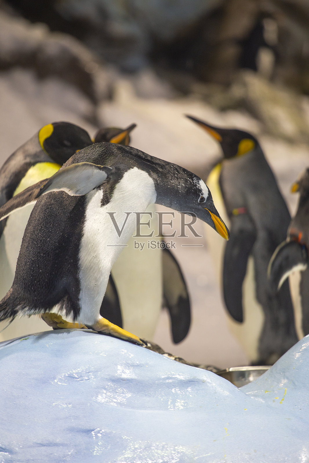 企鹅在冰面上成群走动。照片摄影图片