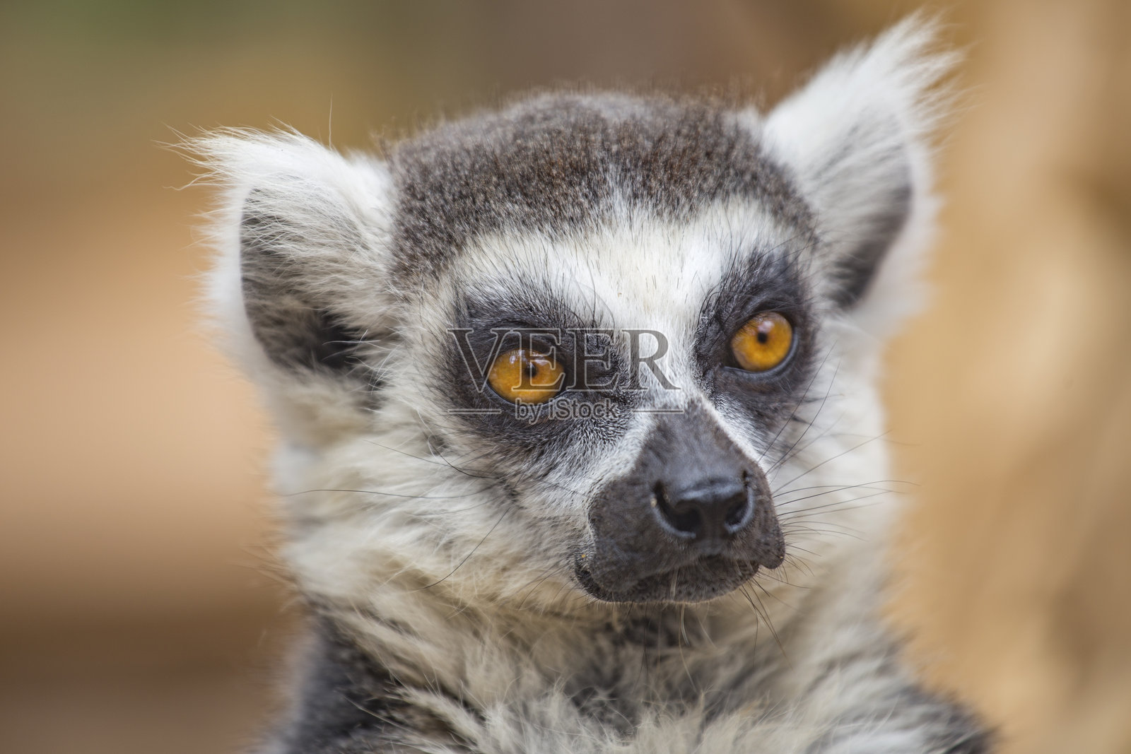 来自马达加斯加的狐猴照片摄影图片