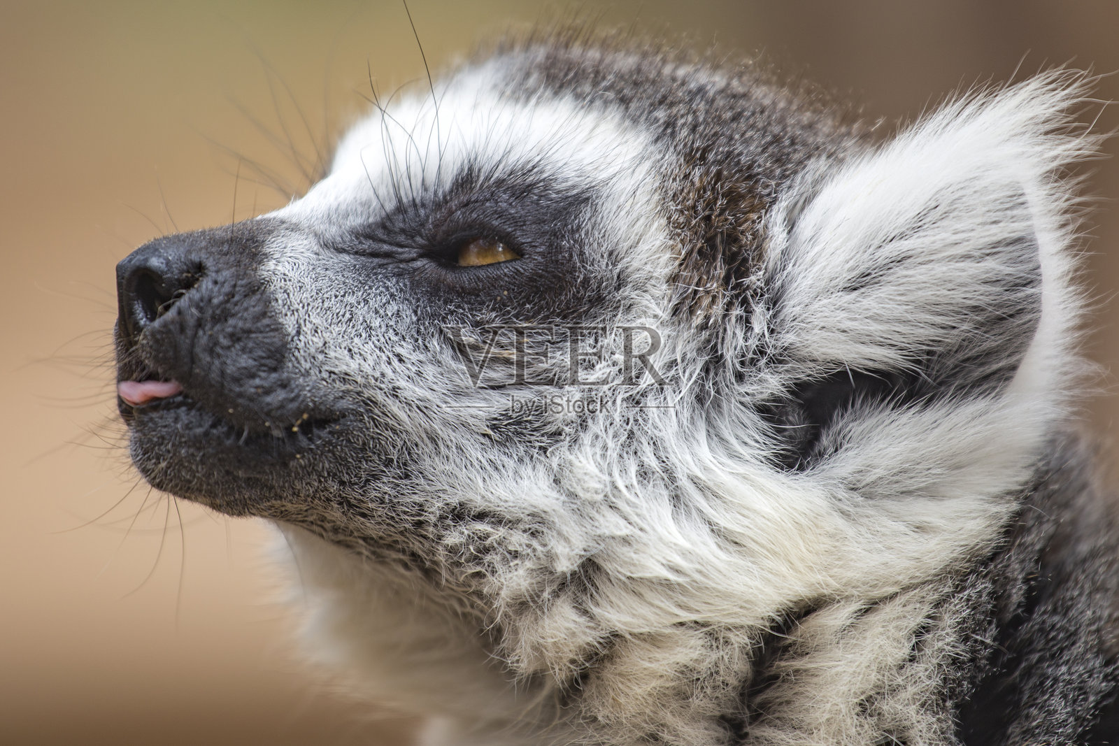 来自马达加斯加的狐猴照片摄影图片