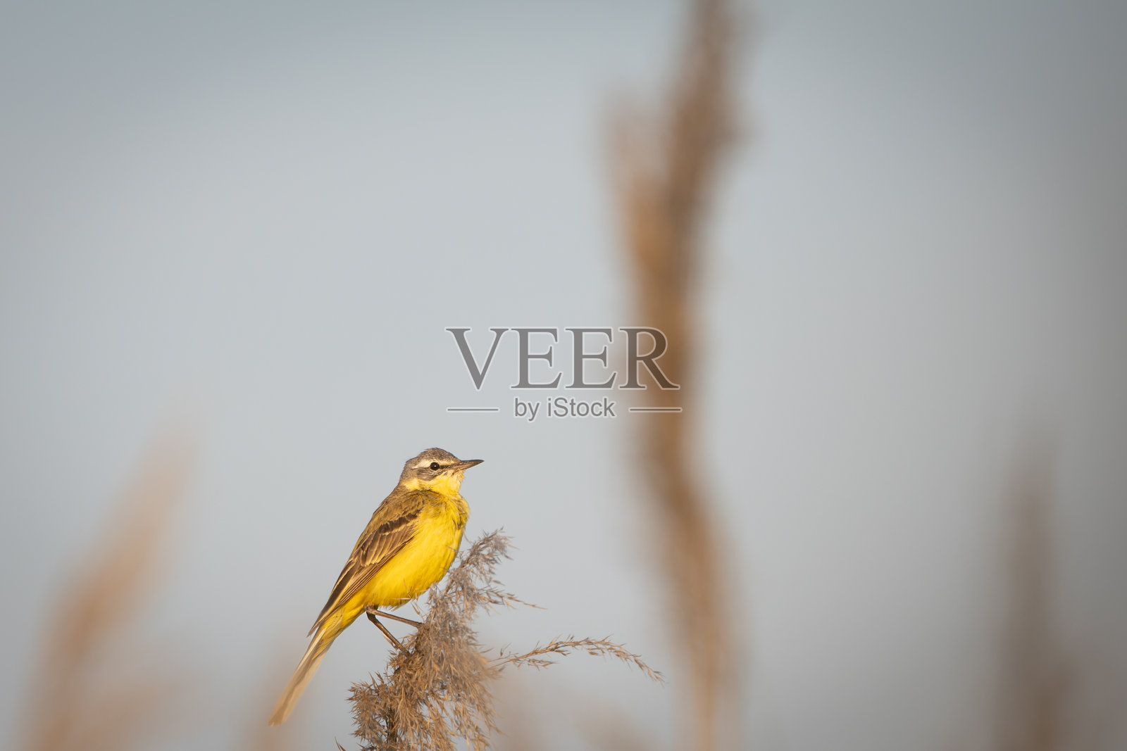 一只西方黄鹡鸰（Motacilla flava）栖息在芦苇丛中。照片摄影图片