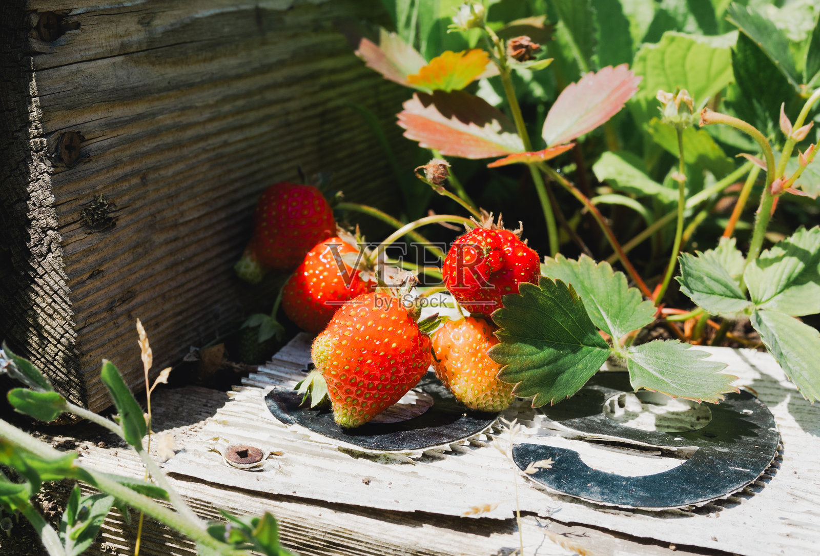 成熟的草莓与模糊的叶子。照片摄影图片