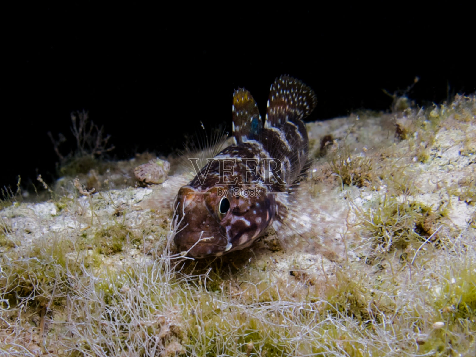塞浦路斯的隐秘鳉鱼照片摄影图片