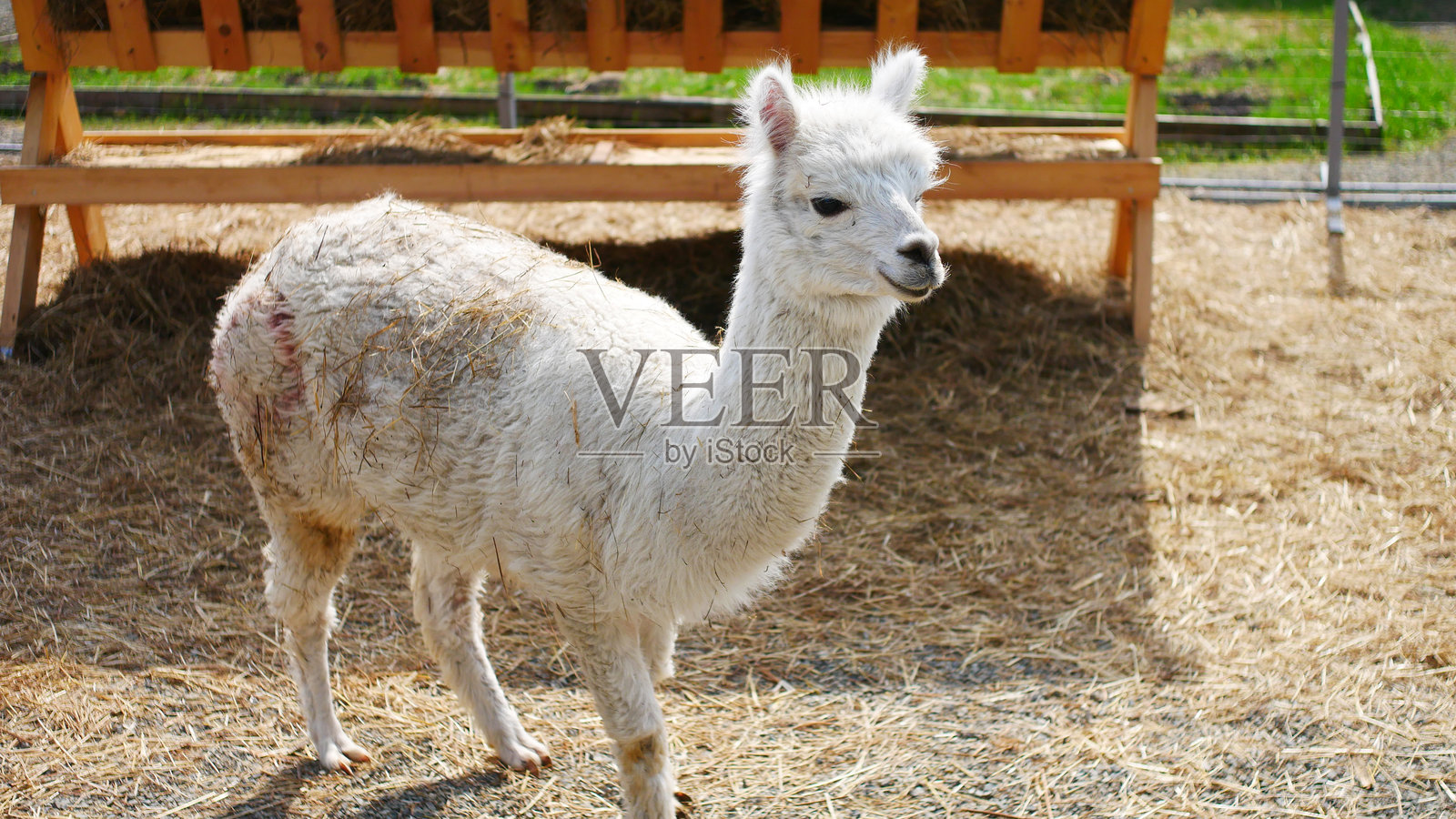 农场里可爱的白色母驼羊照片摄影图片