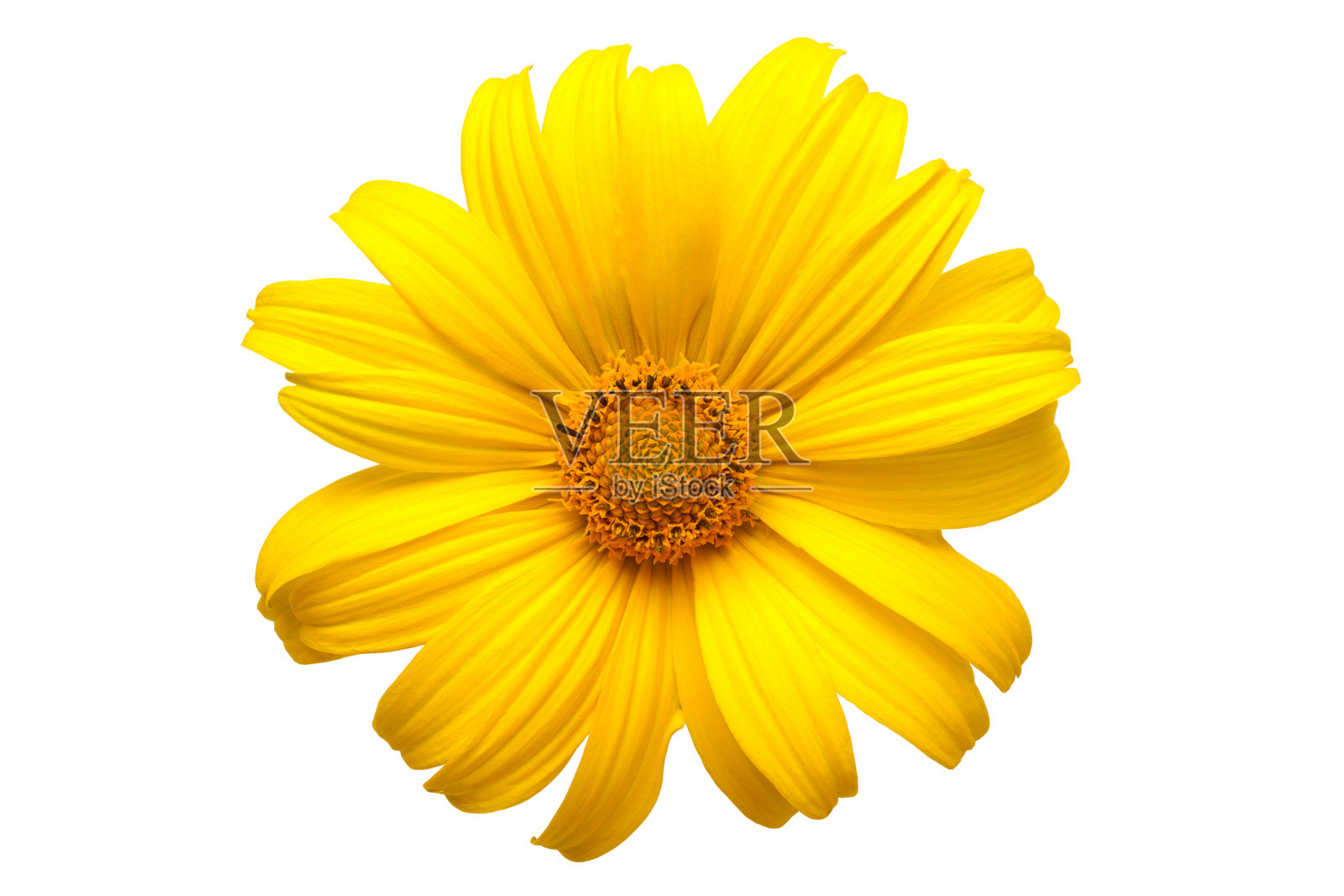 自然的黄色花朵孤立在白色背景上。照片摄影图片