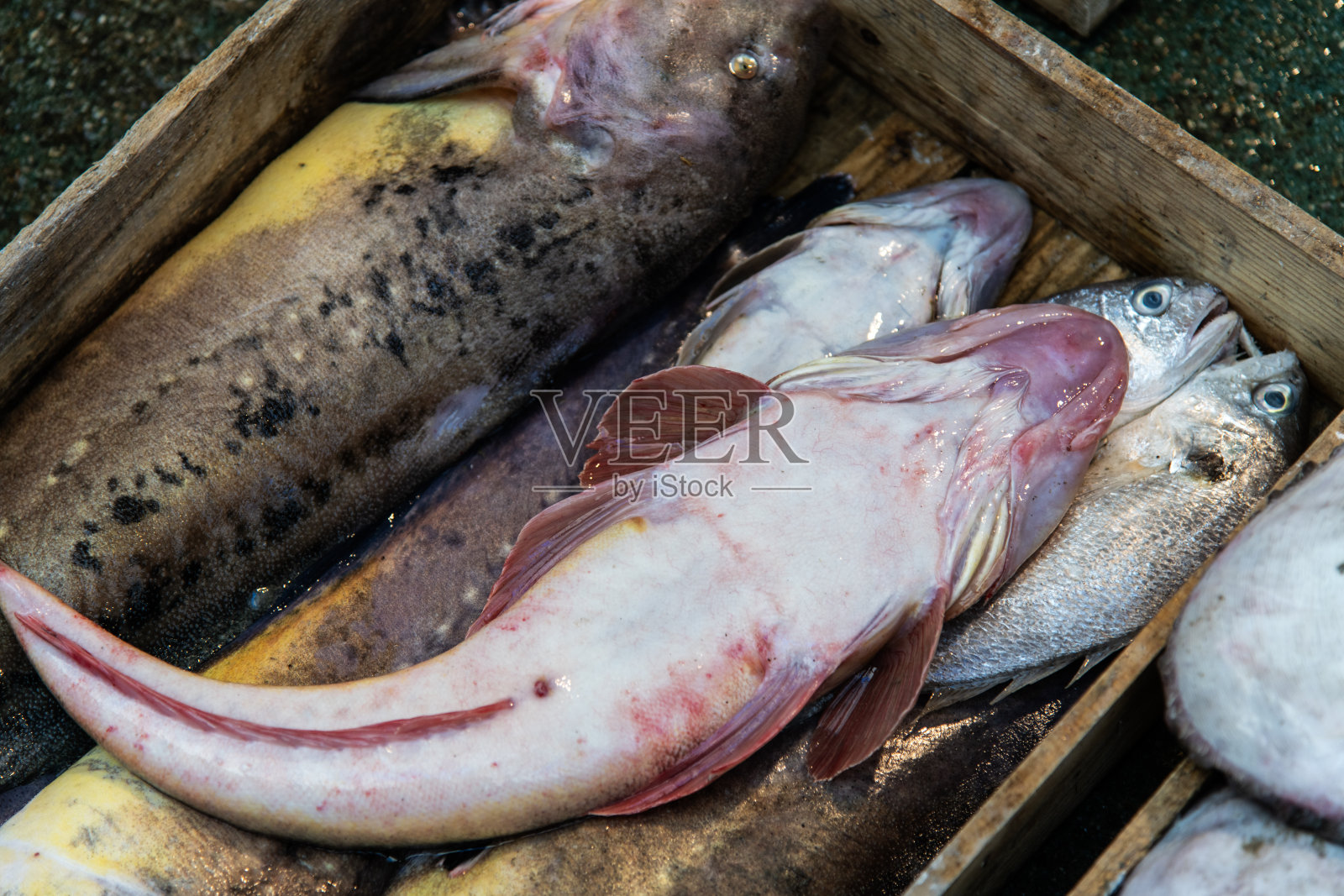 鱼市场出售的太平洋鳕鱼照片摄影图片