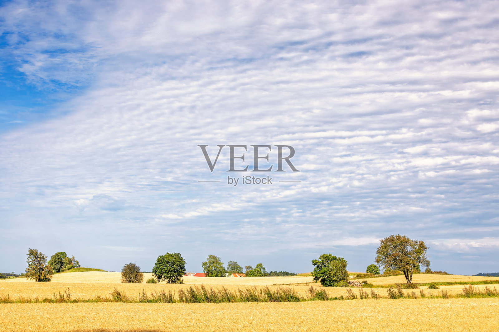阳光明媚的夏日乡村谷物田园风光照片摄影图片