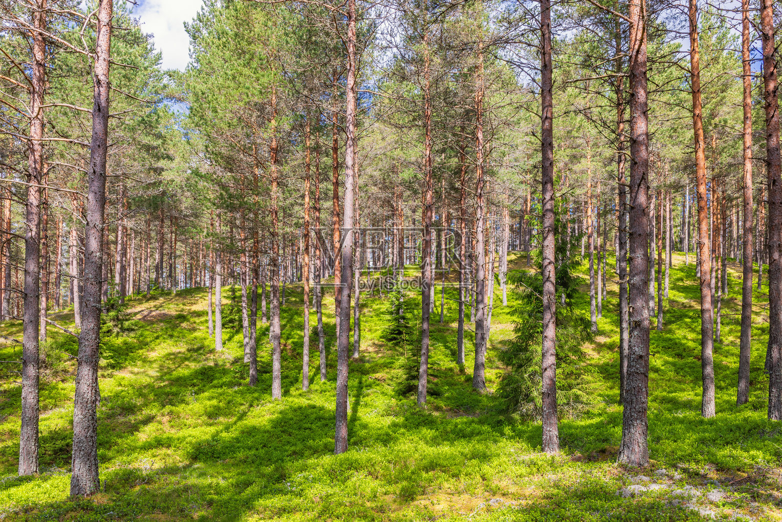 阳光洒在松树林中的夏日照片摄影图片