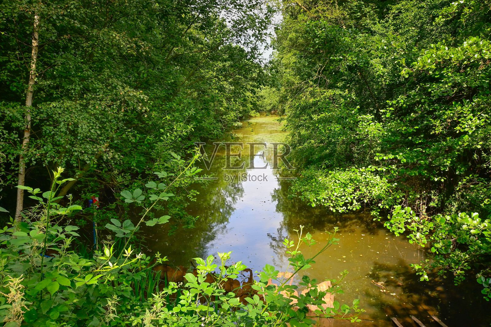 宁静的森林溪流与郁郁葱葱的绿植照片摄影图片