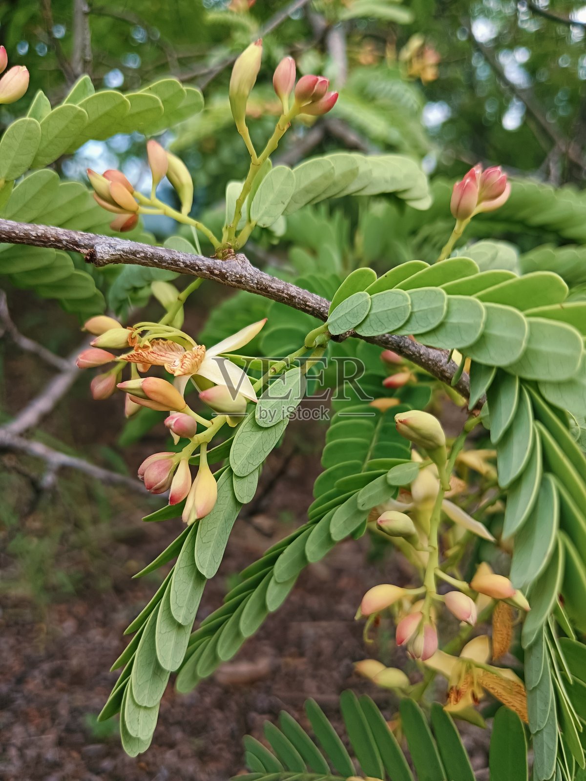 罗望子花在甜罗望子园中分开了基部。黄色的花朵和绿色的罗望子叶子装点着整个花园。照片摄影图片