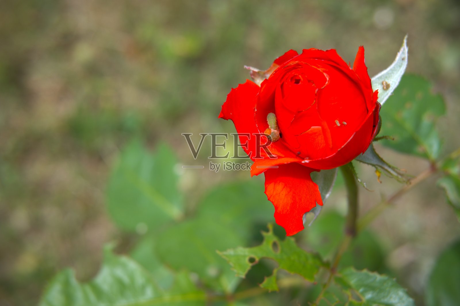 自然中的红玫瑰花特写照片摄影图片