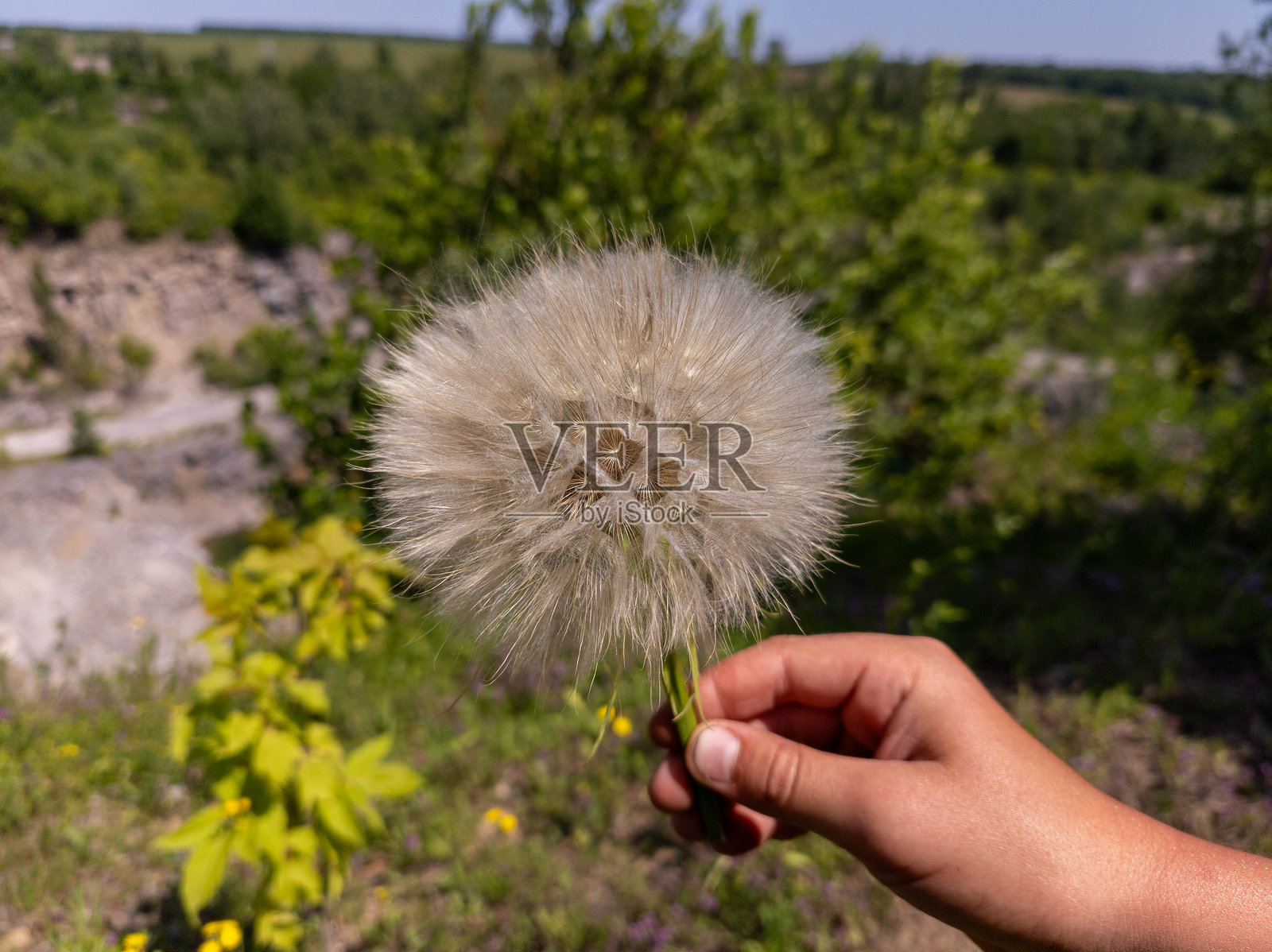 一个人在田野里手握蒲公英照片摄影图片