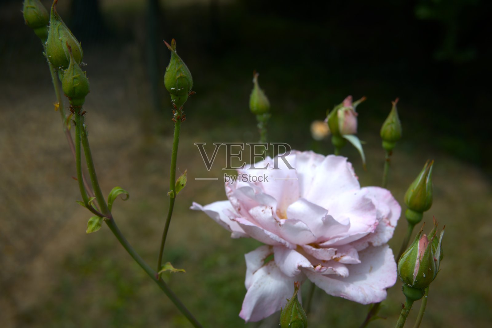 自然中粉色玫瑰花的特写照片摄影图片
