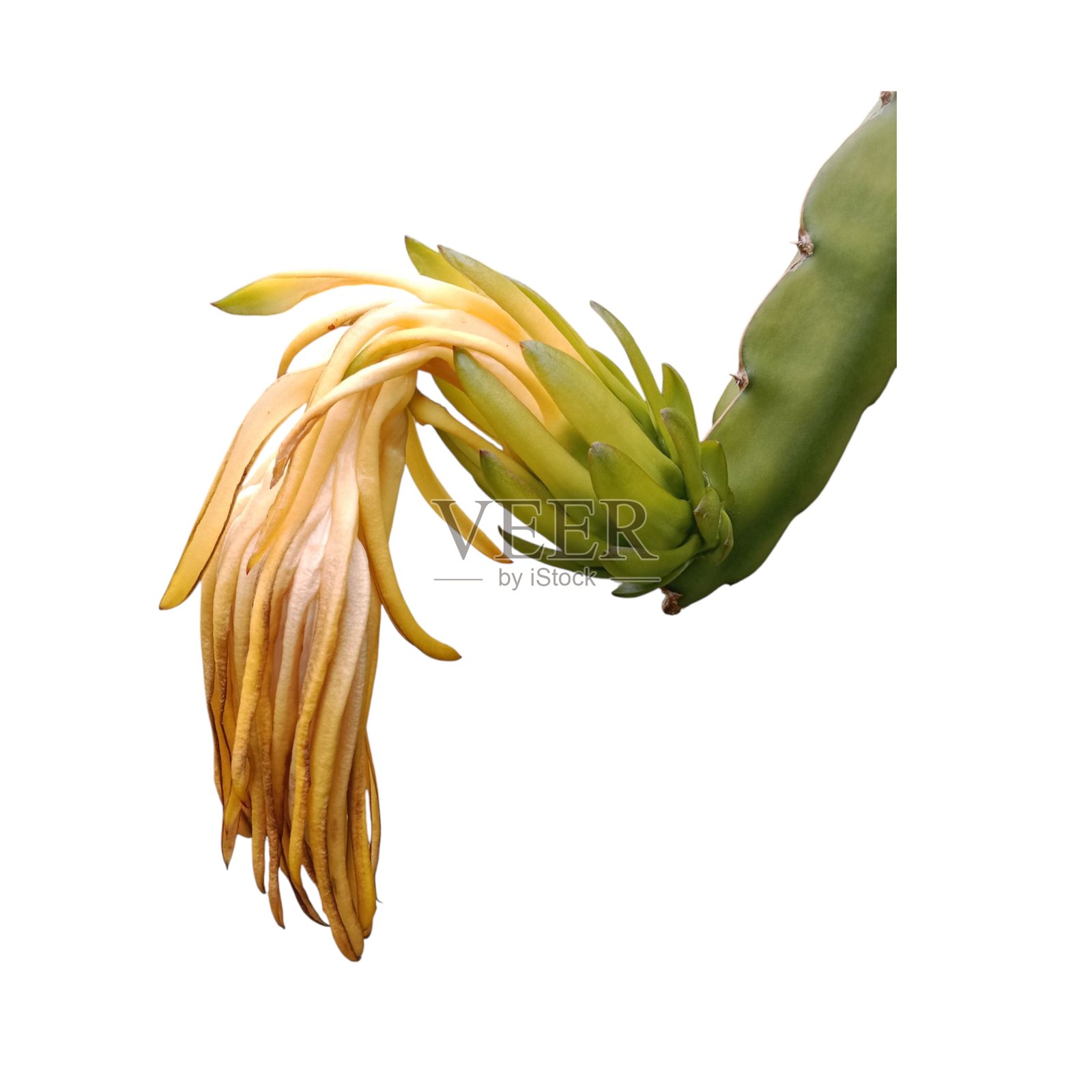 火龙果，生长，热带水果，孤立，白色背景上照片摄影图片