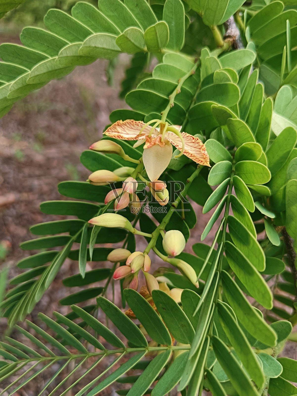 罗望子花在甜罗望子园中分开了基部。黄色的花朵和绿色的罗望子叶子装点着整个花园。照片摄影图片