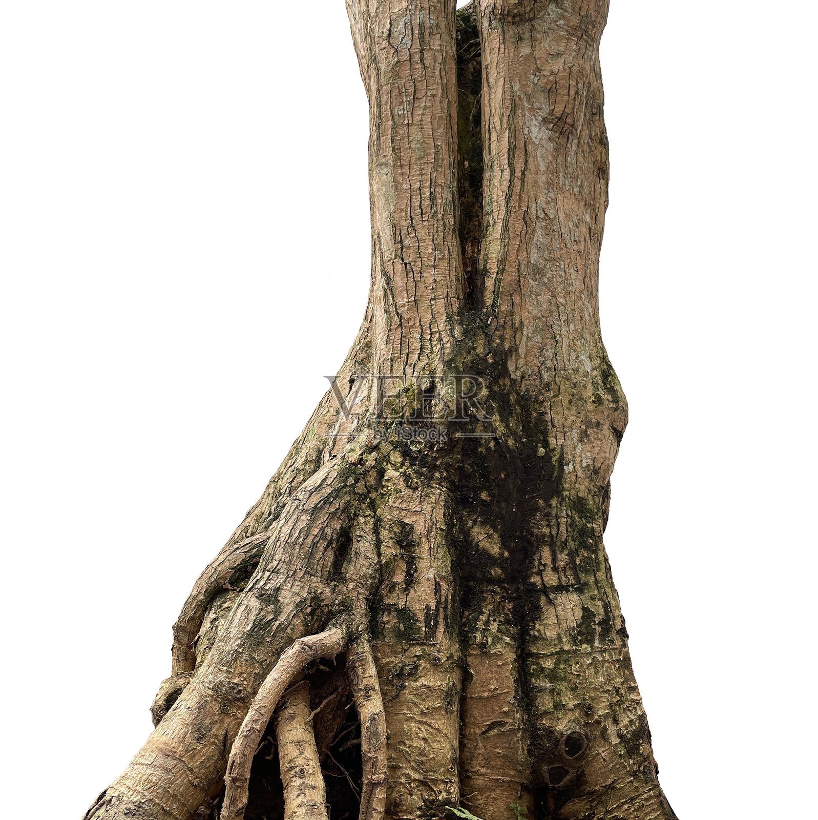 自然根树孤立元素照片摄影图片