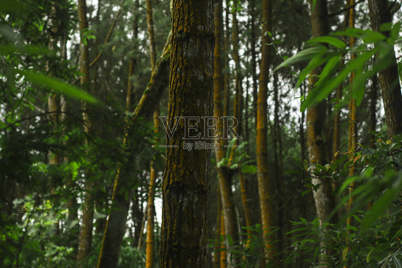 热带松林，前景有绿色植被照片摄影图片