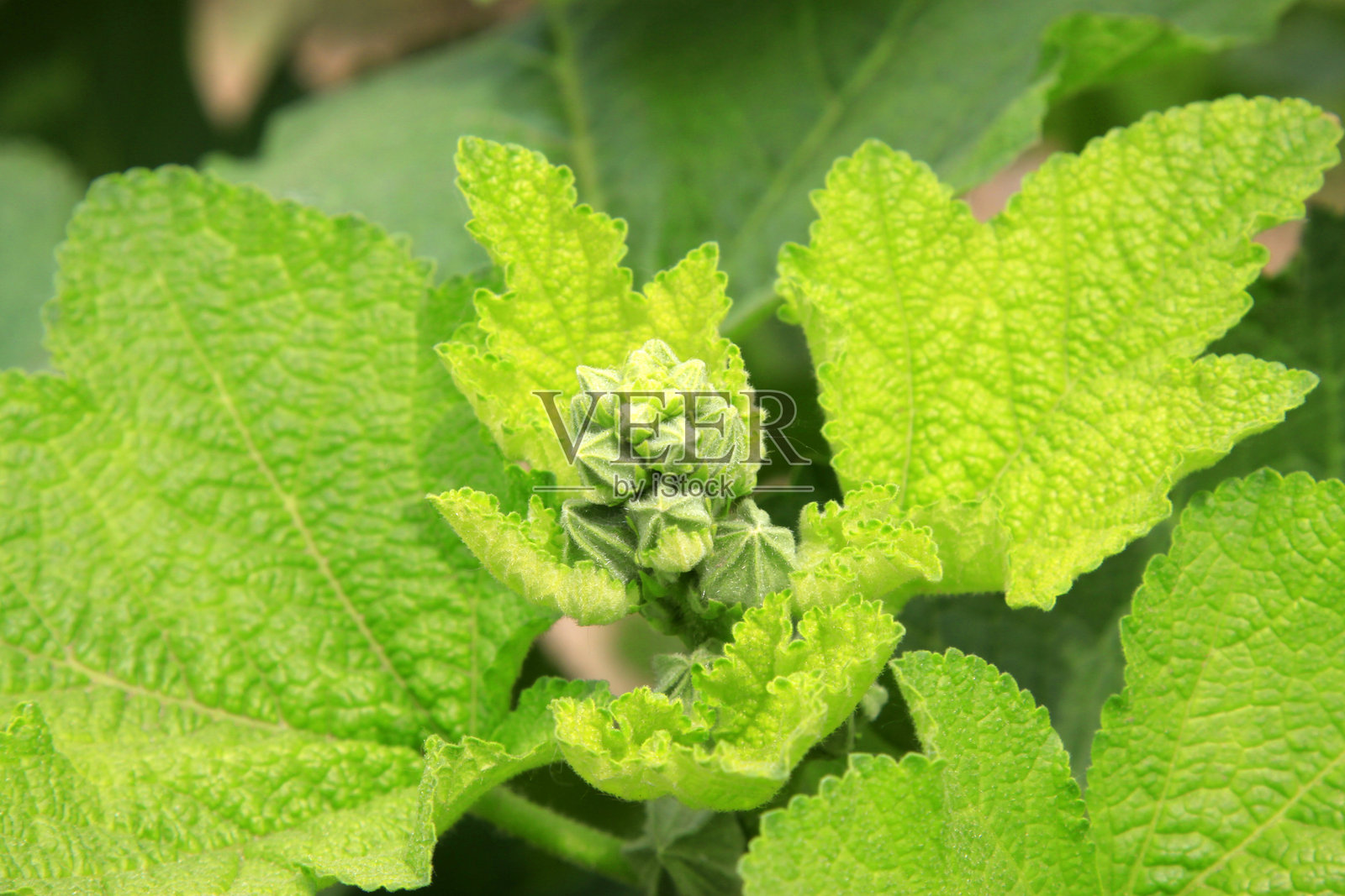 锦葵花蕾照片摄影图片