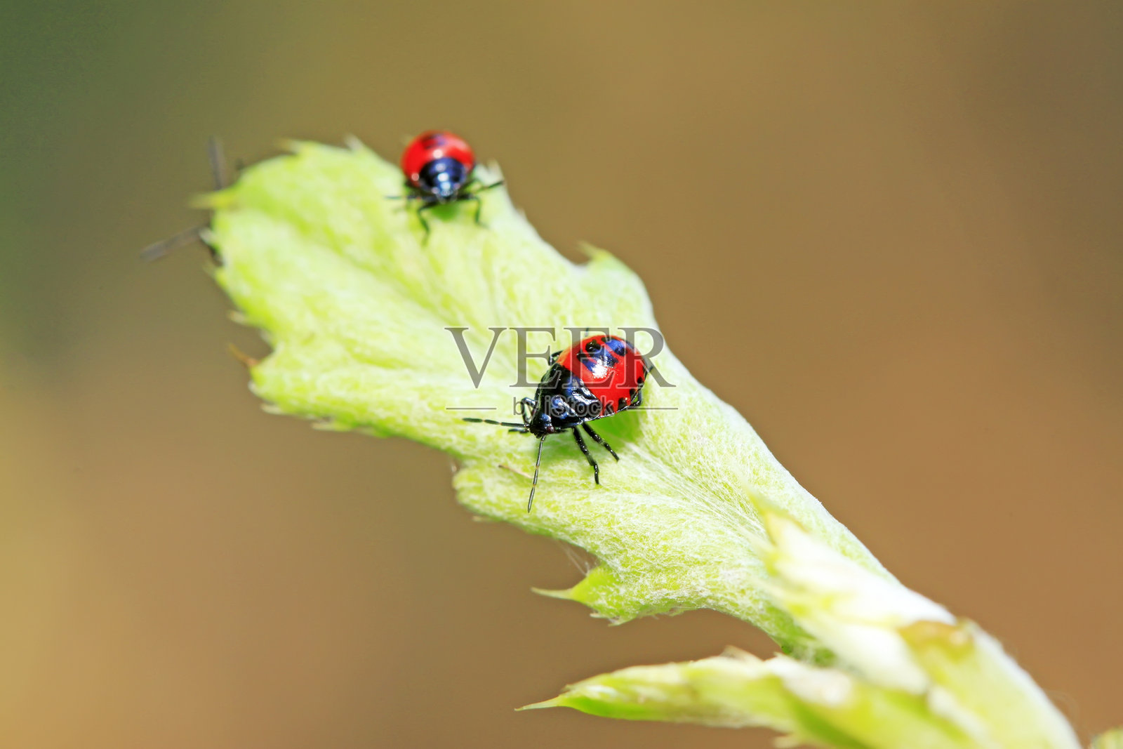 绿色植物上的蓝色虫子照片摄影图片