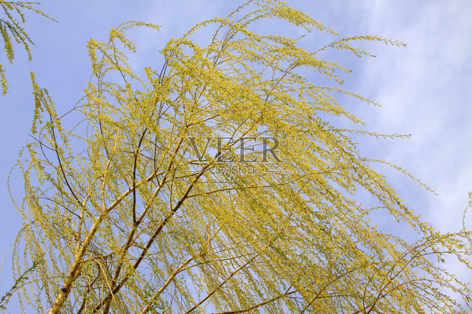 野外的柳树枝条照片摄影图片