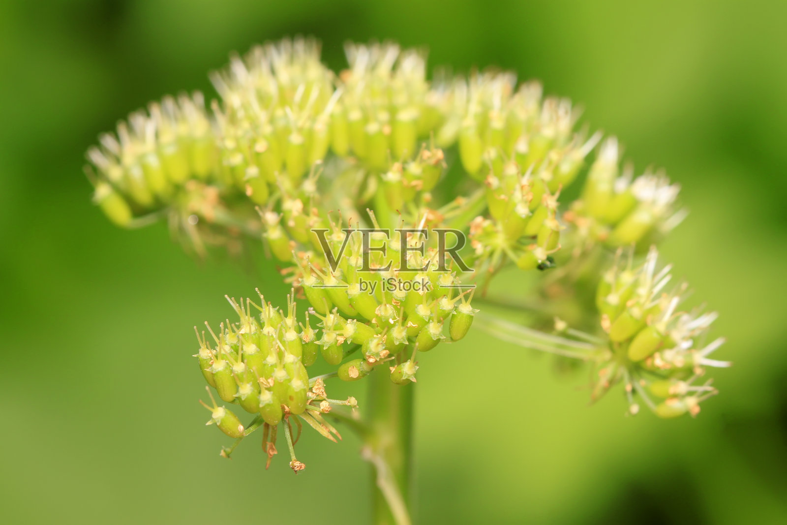 野生植物果实照片摄影图片