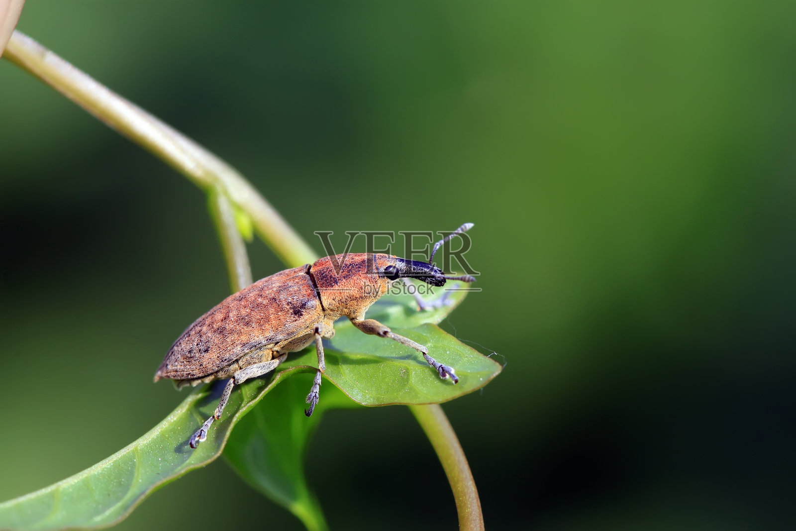 象鼻虫照片摄影图片