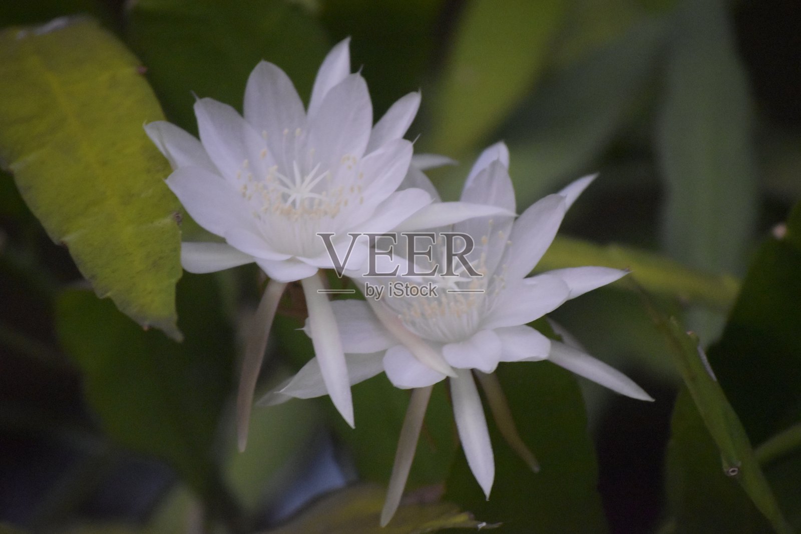 维贾雅库苏玛花照片摄影图片