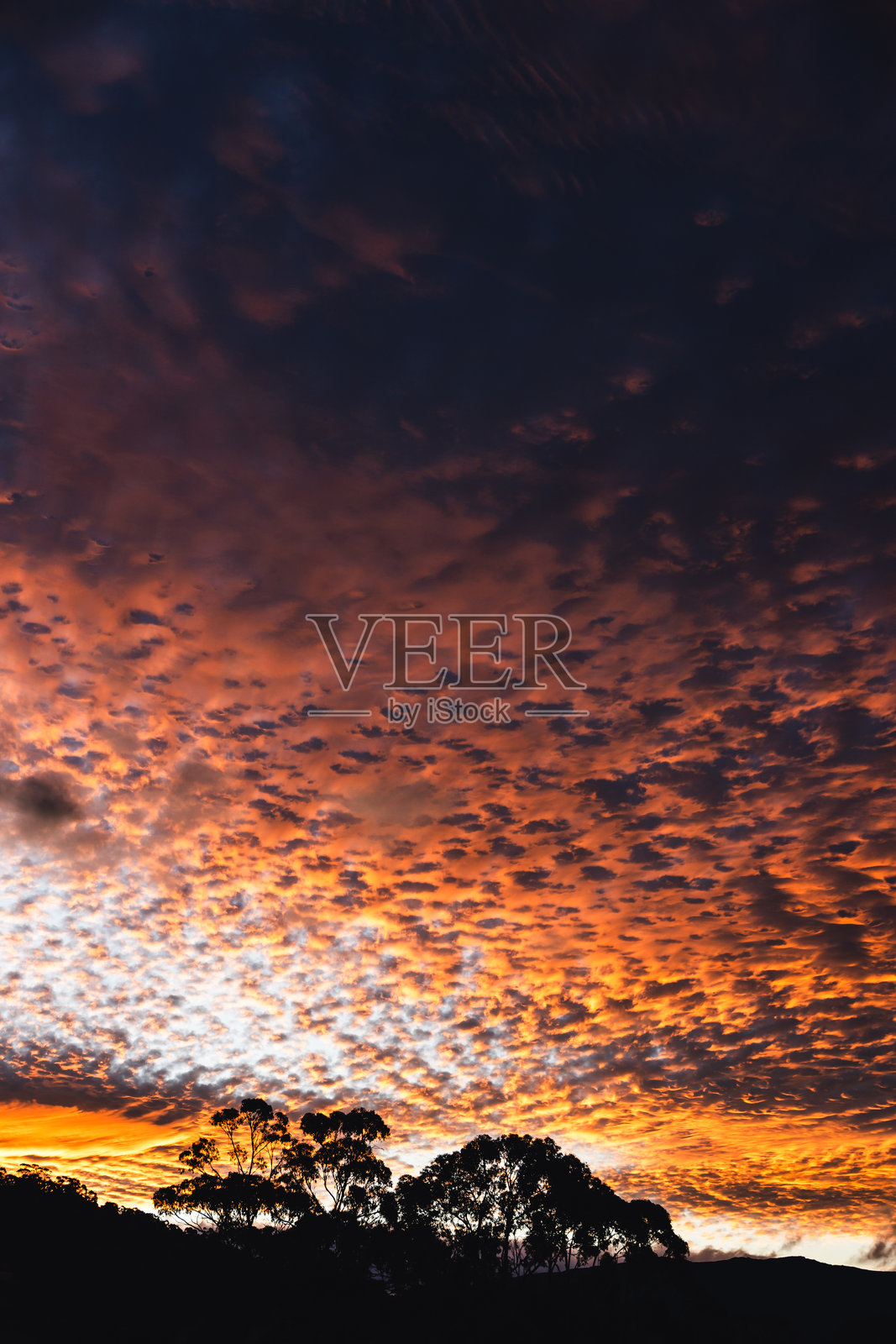 塔斯马尼亚山脉的橙色日落，桉树剪影与高积云照片摄影图片