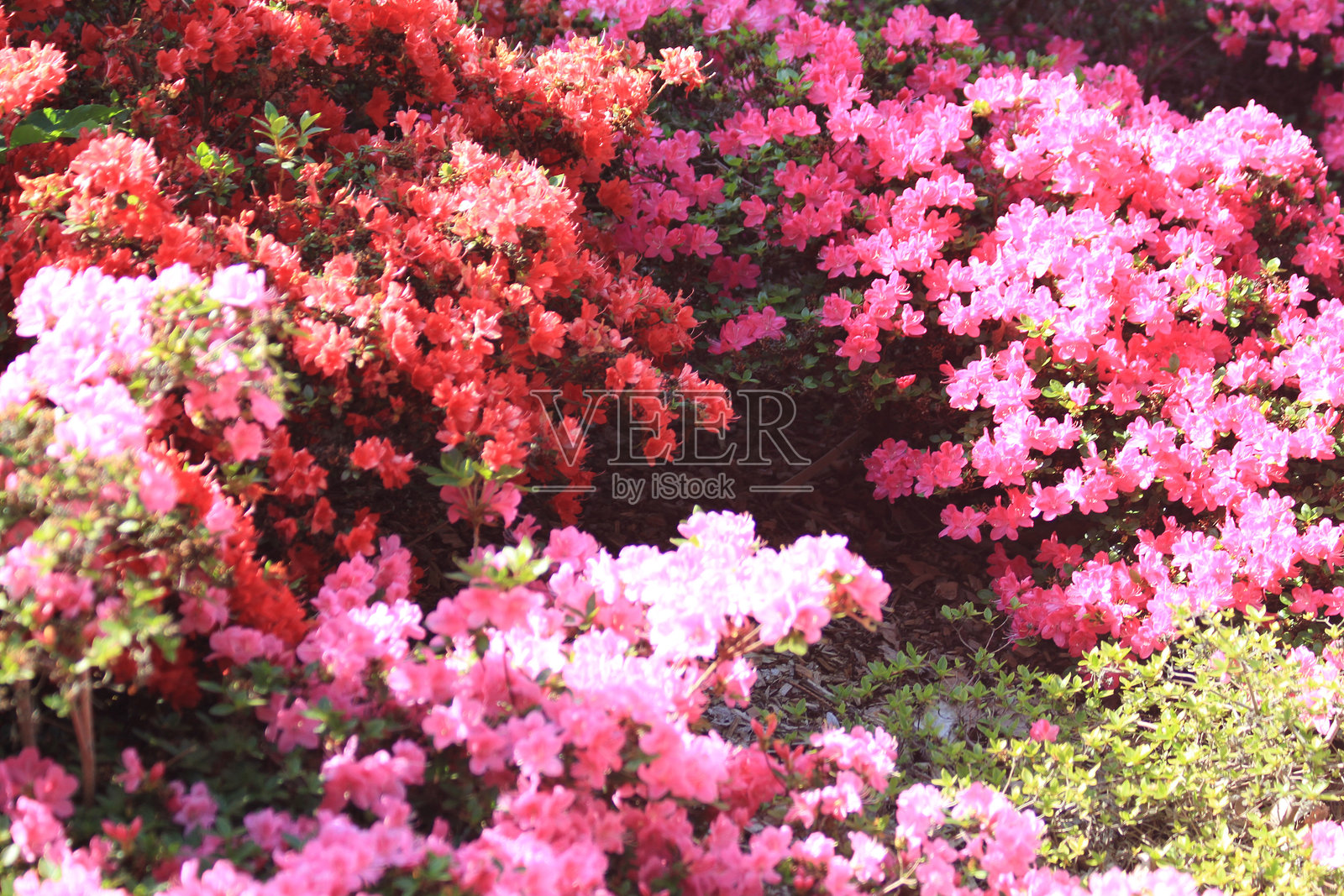 杜鹃花纹理照片摄影图片