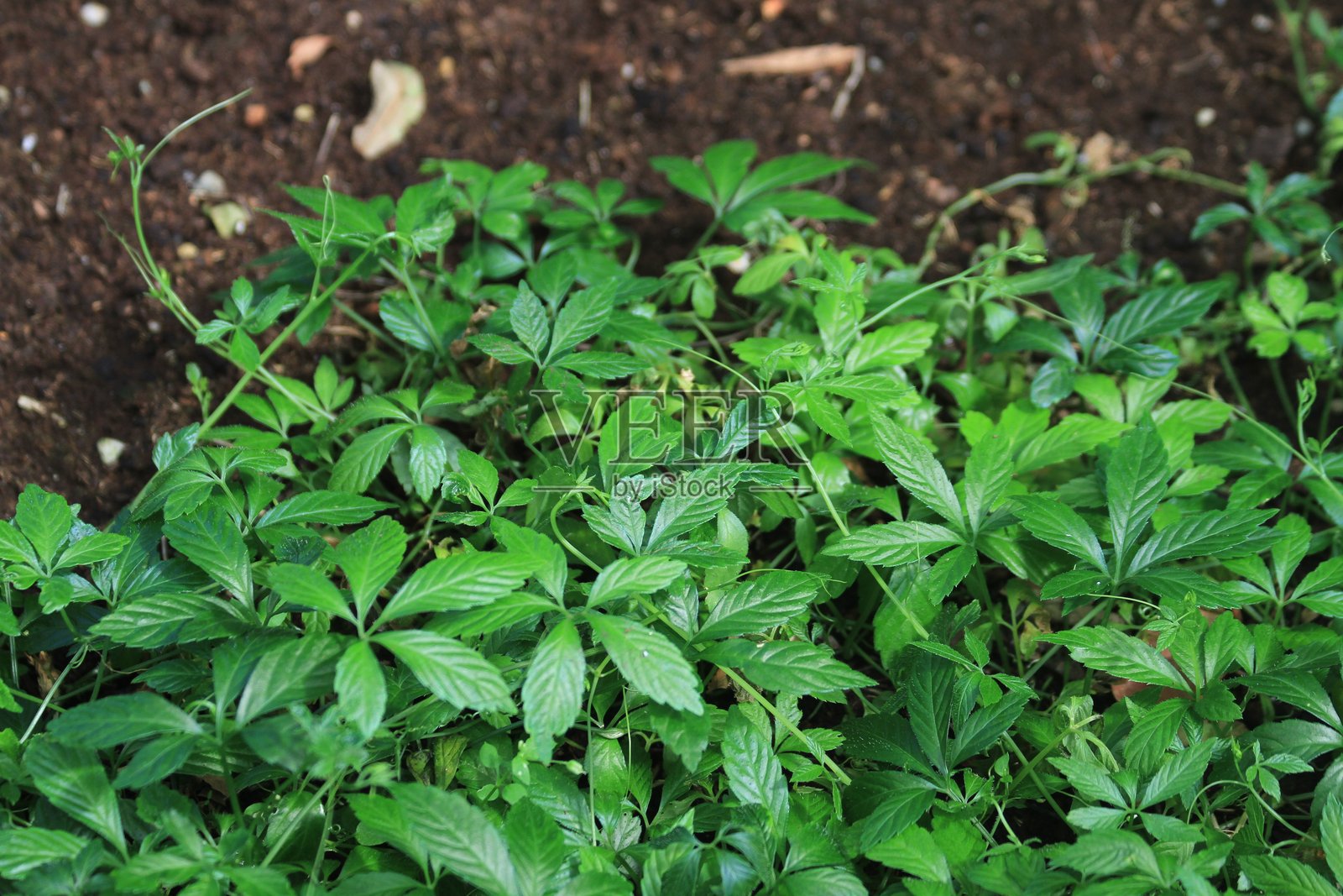 绞股蓝（Gynostemma pentaphyllum）植物照片摄影图片