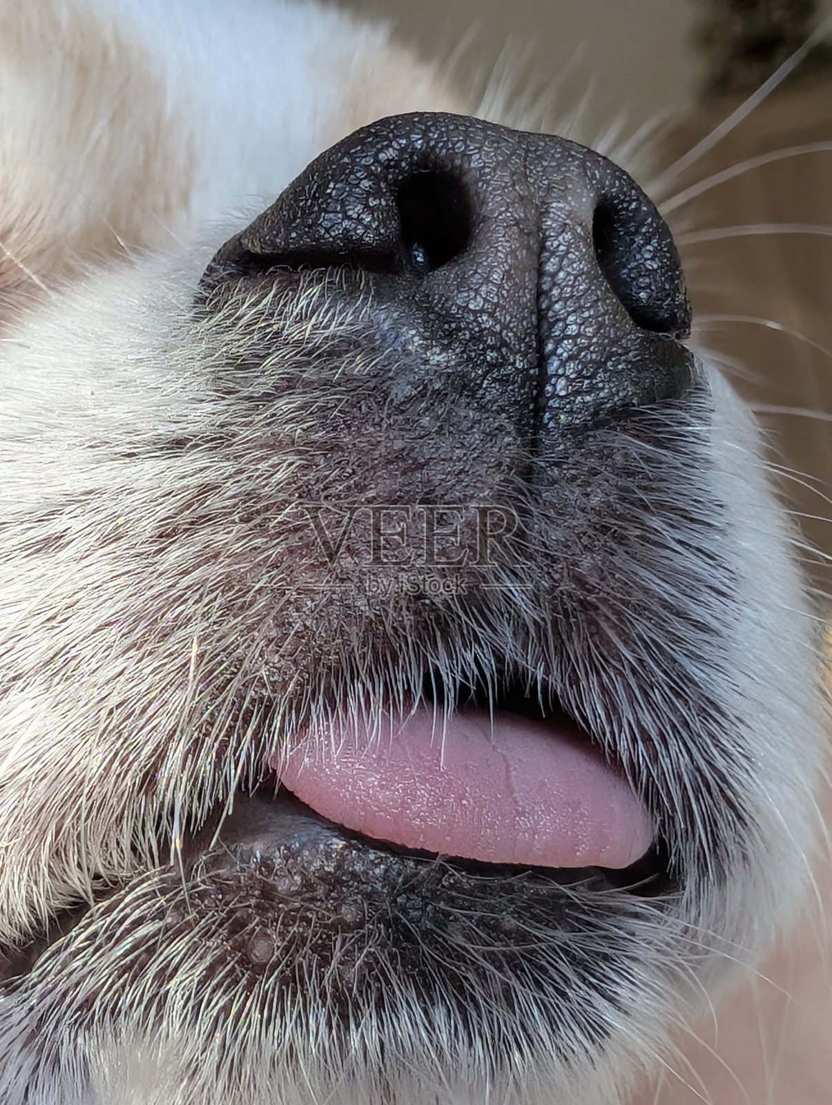 小型吉娃娃的面部特写照片摄影图片