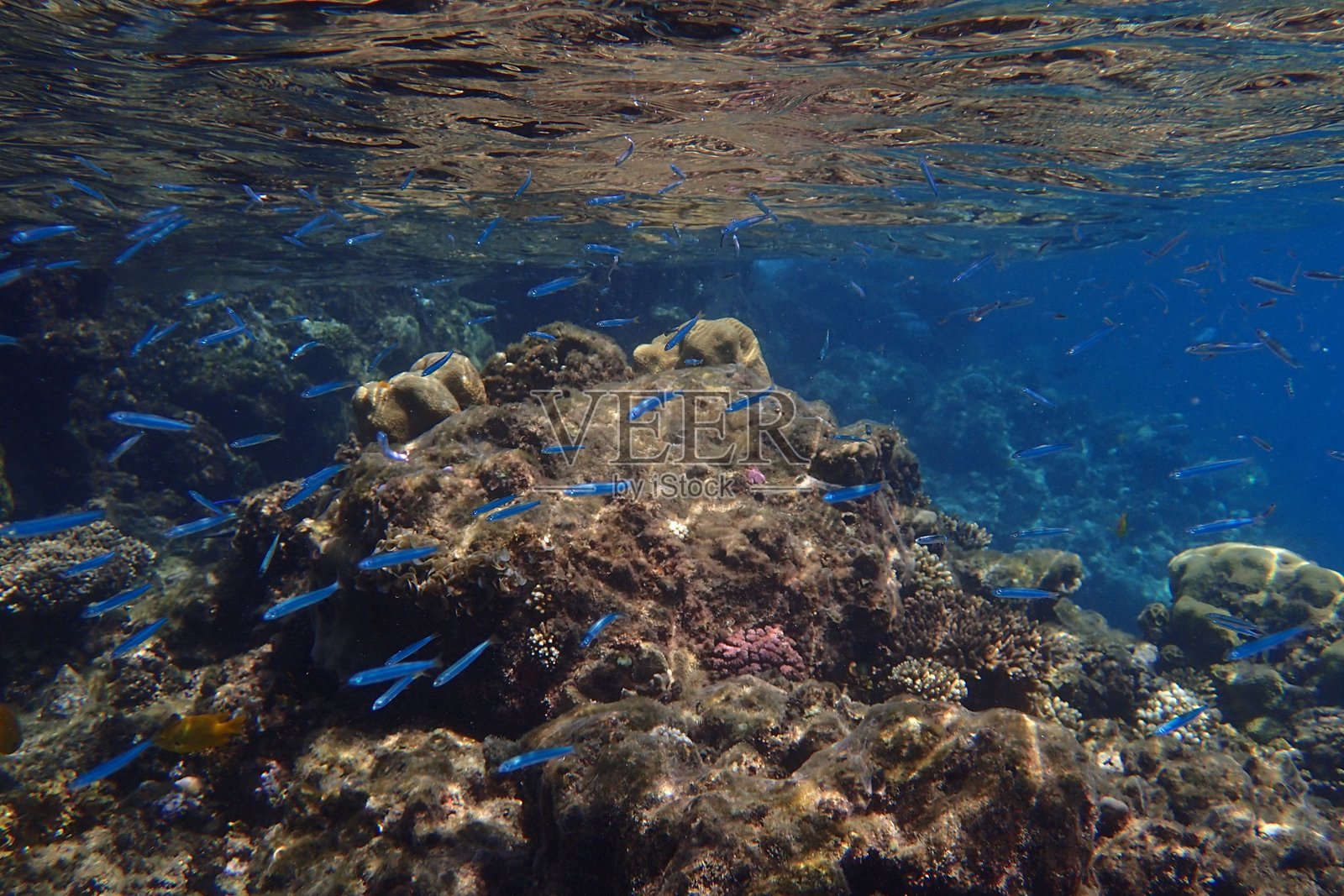 埃及红海的海洋生物，赫尔戈达照片摄影图片