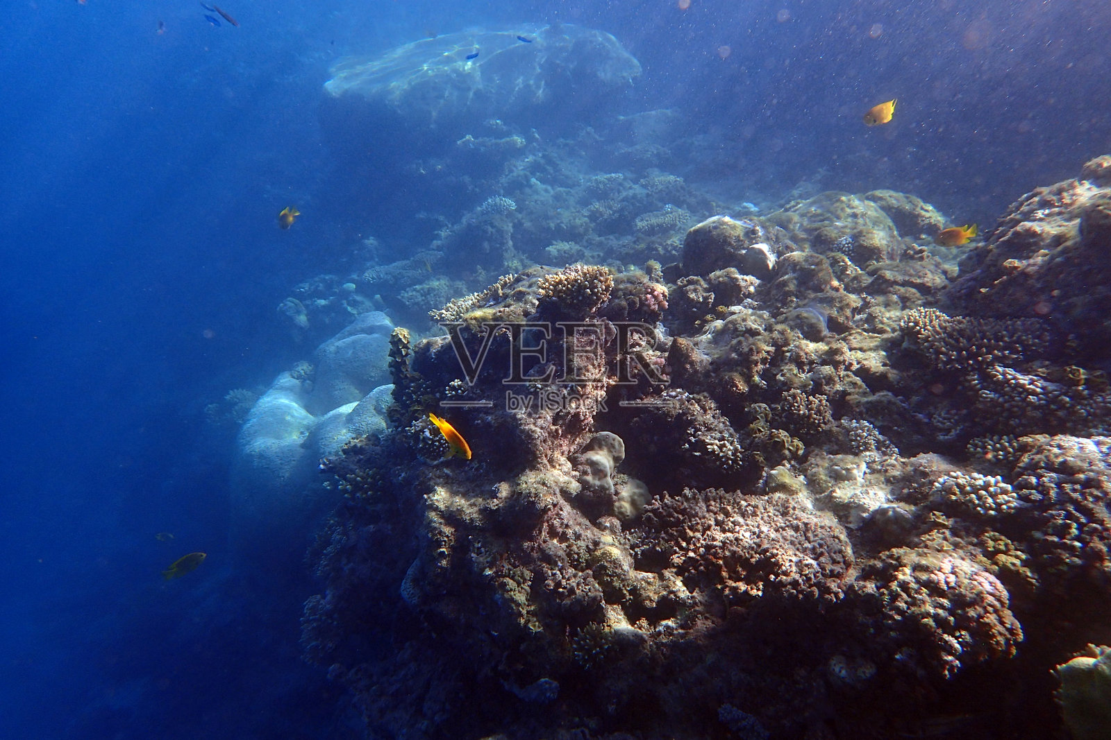 埃及红海的海洋生物，赫尔戈达照片摄影图片