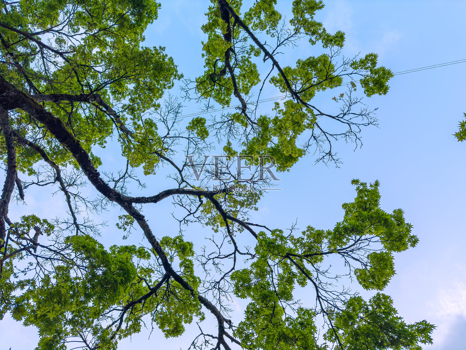 高大的树枝伸展在生机勃勃的蓝天上，形成一幅细腻的深色线条和小巧新鲜绿叶的格子图案。照片摄影图片