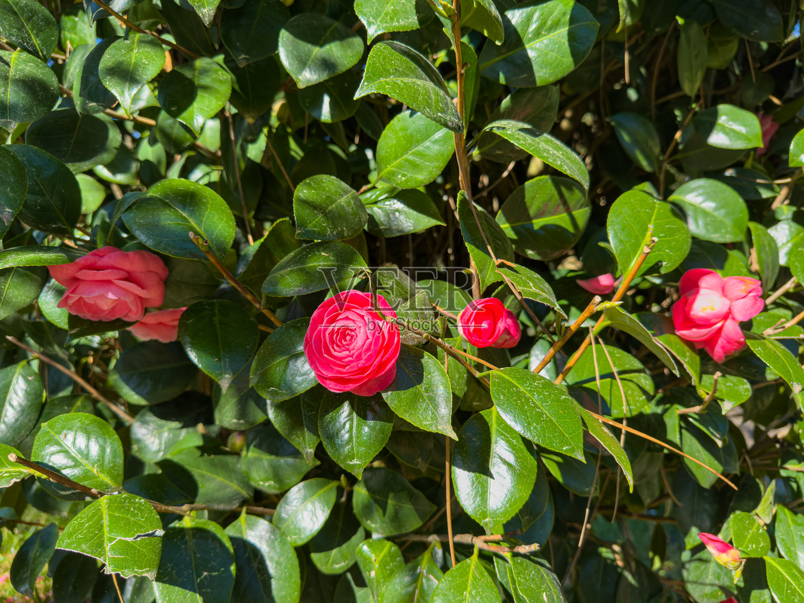 美丽的粉色山茶花在格鲁吉亚阿贾拉的巴图米春天的晴朗蓝天下盛开照片摄影图片