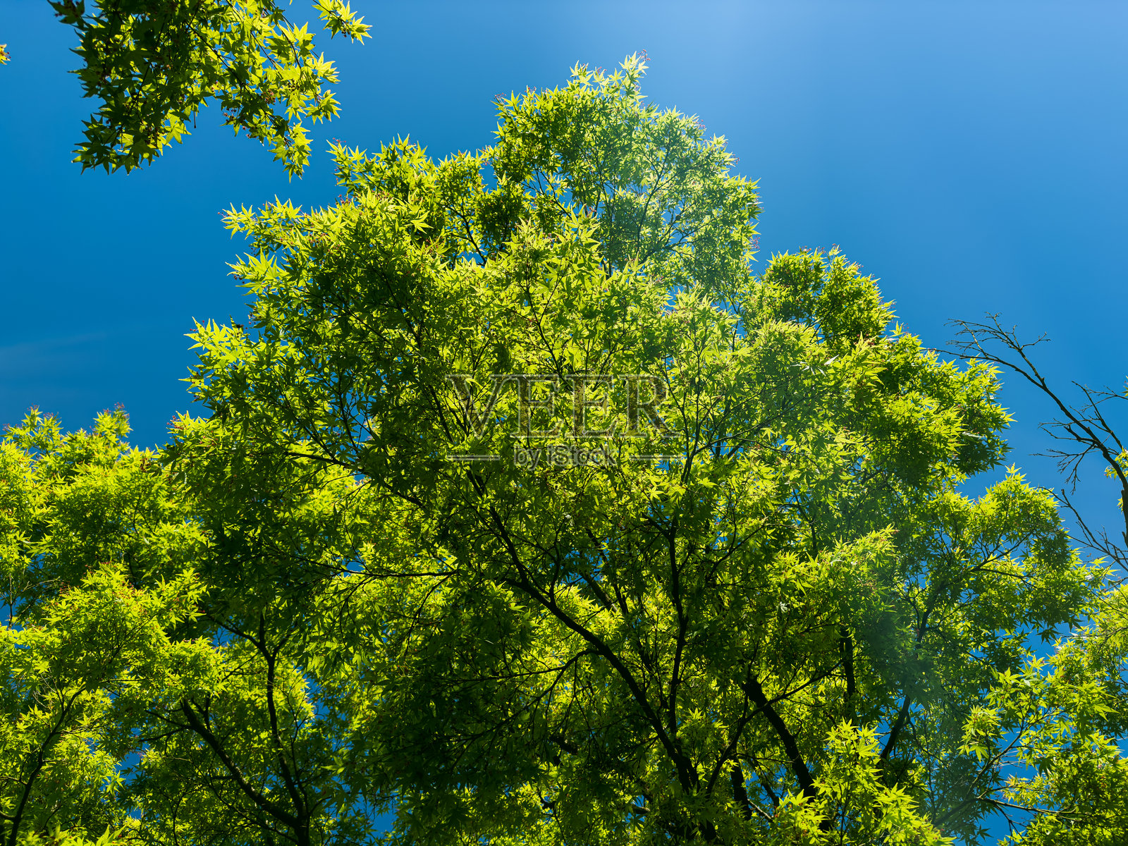 高大的树枝伸展在生机勃勃的蓝天上，形成一幅细腻的深色线条和小巧新鲜绿叶的格子图案。照片摄影图片