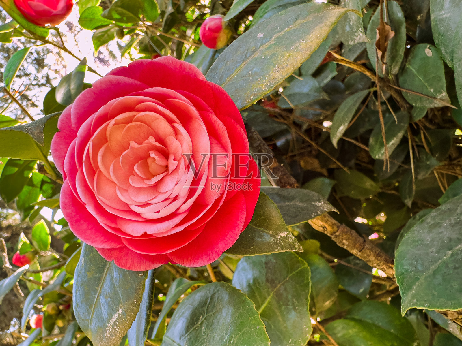 美丽的粉色山茶花在格鲁吉亚阿贾拉的巴图米春天的晴朗蓝天下盛开照片摄影图片