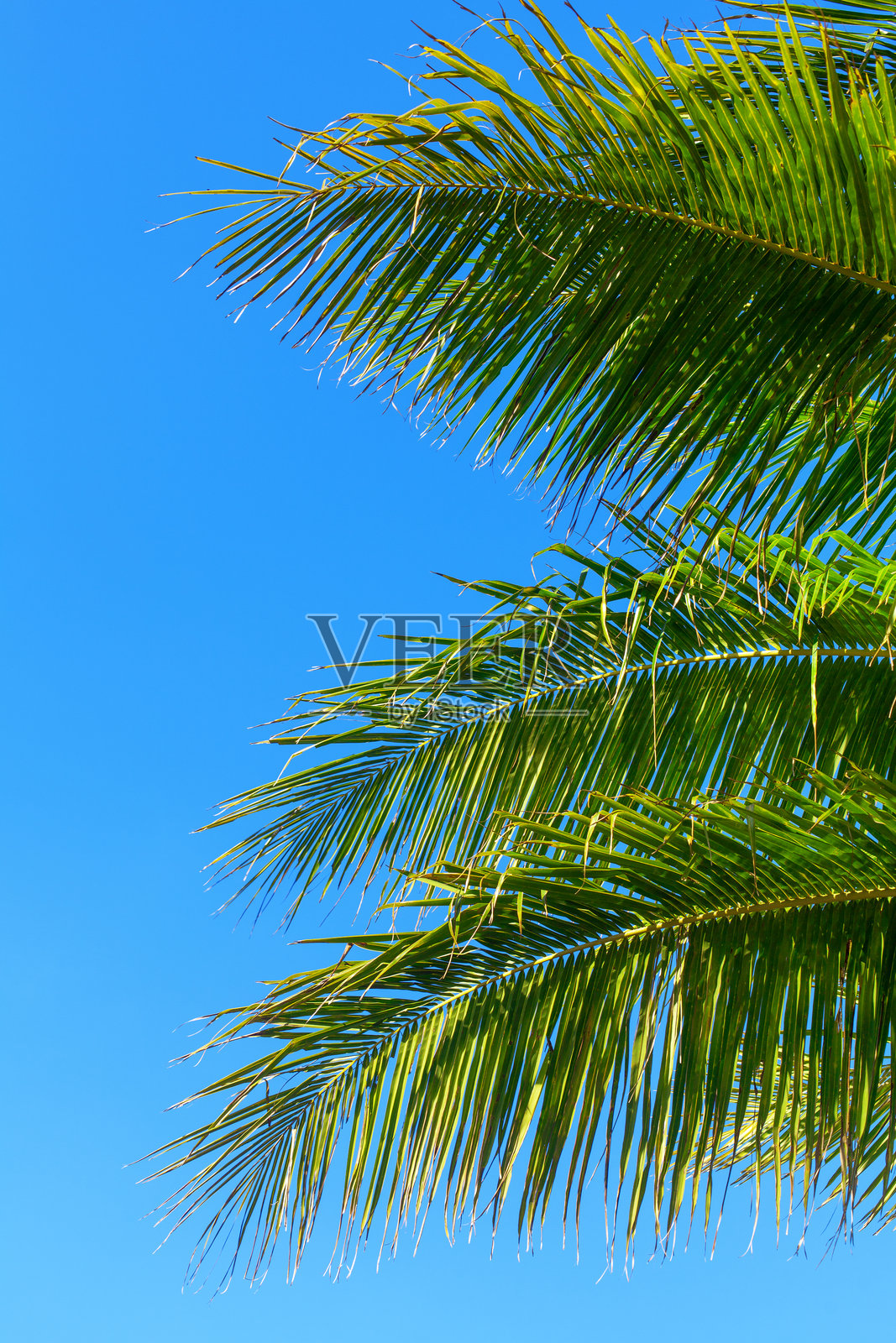绿色椰子树叶纹理，蓝天背景特写，棕榈叶装饰，棕榈枝框架，异国情调的叶子图案，热带岛屿海滩，夏季假期，旅行横幅照片摄影图片