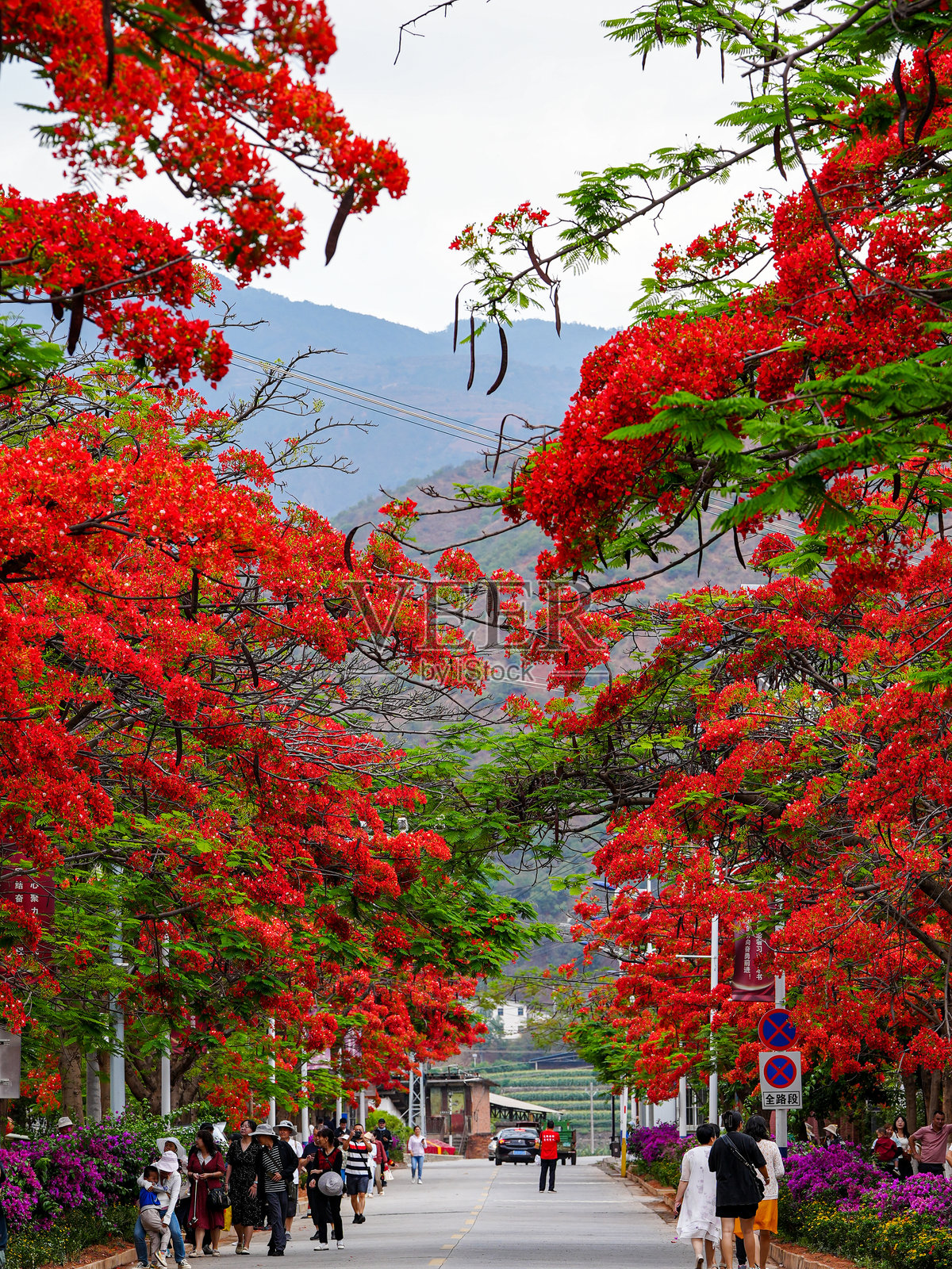 云南的火焰树花朵照片摄影图片