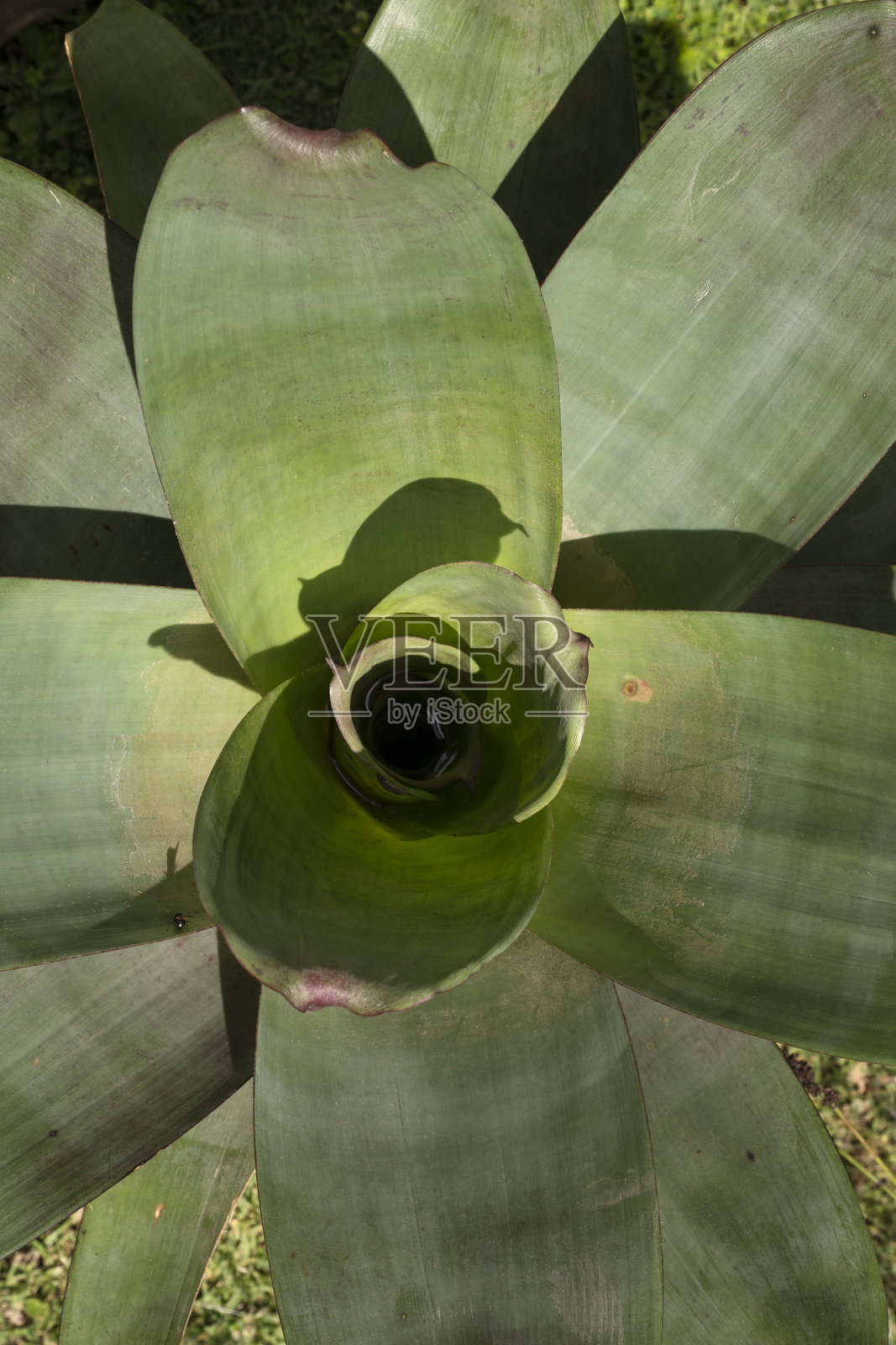 阿尔坎塔雷亚·帝国红色绿叶的俯视图照片摄影图片